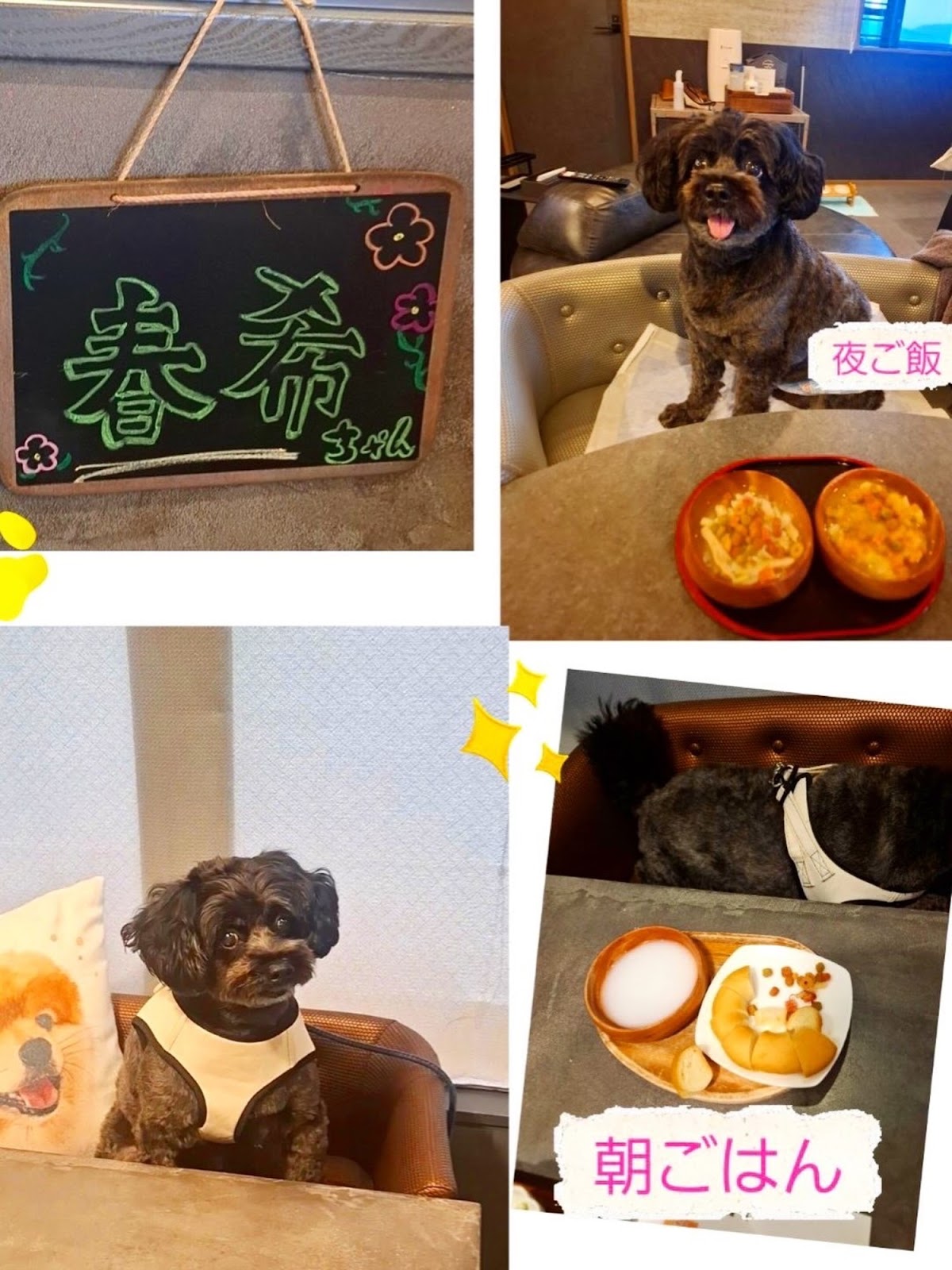 Doggyスイート ペロの実際の写真
