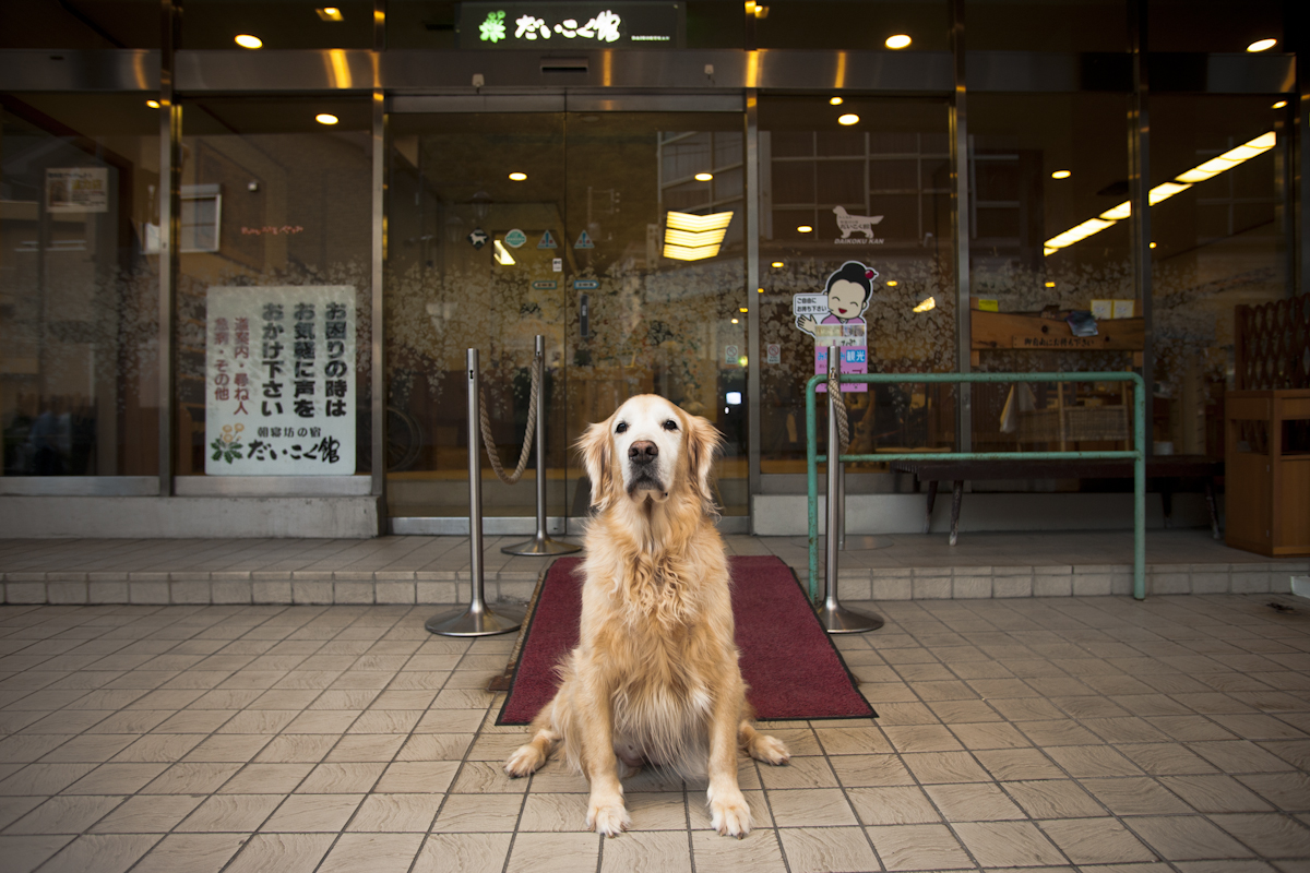 ペットと泊まれる温泉宿だいこく館の実際の写真