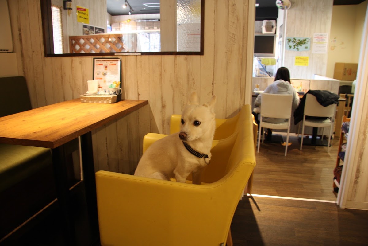 for dogs ぱうぜの実際の写真