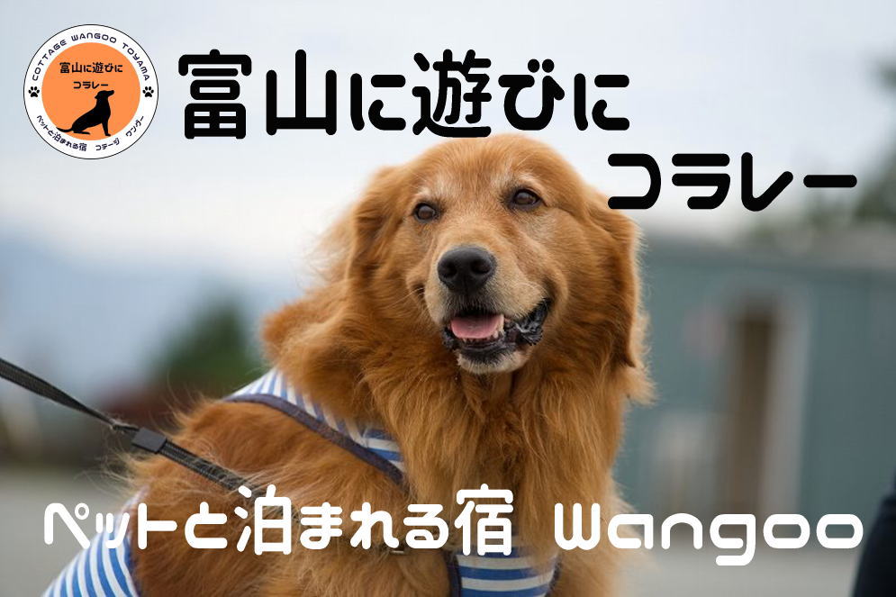 わんちゃん（ペット）と泊まれる宿コテージワングーの実際の写真
