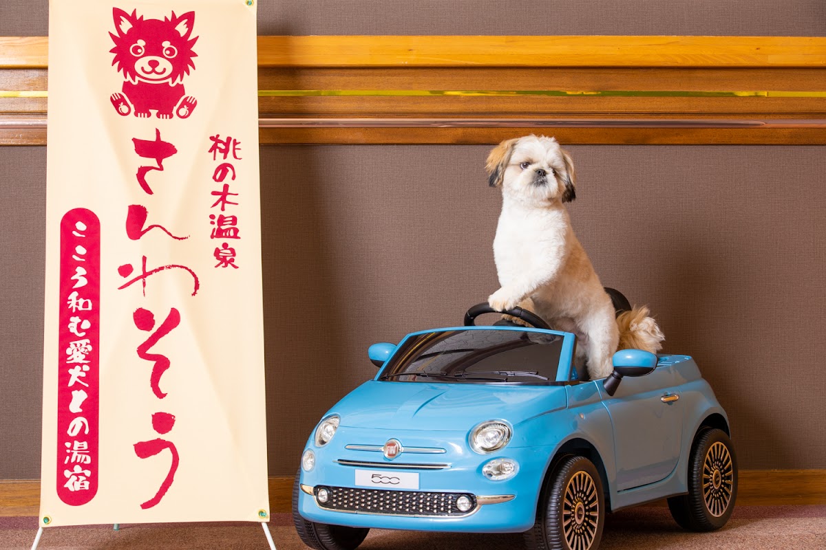 さんわそうの実際の写真