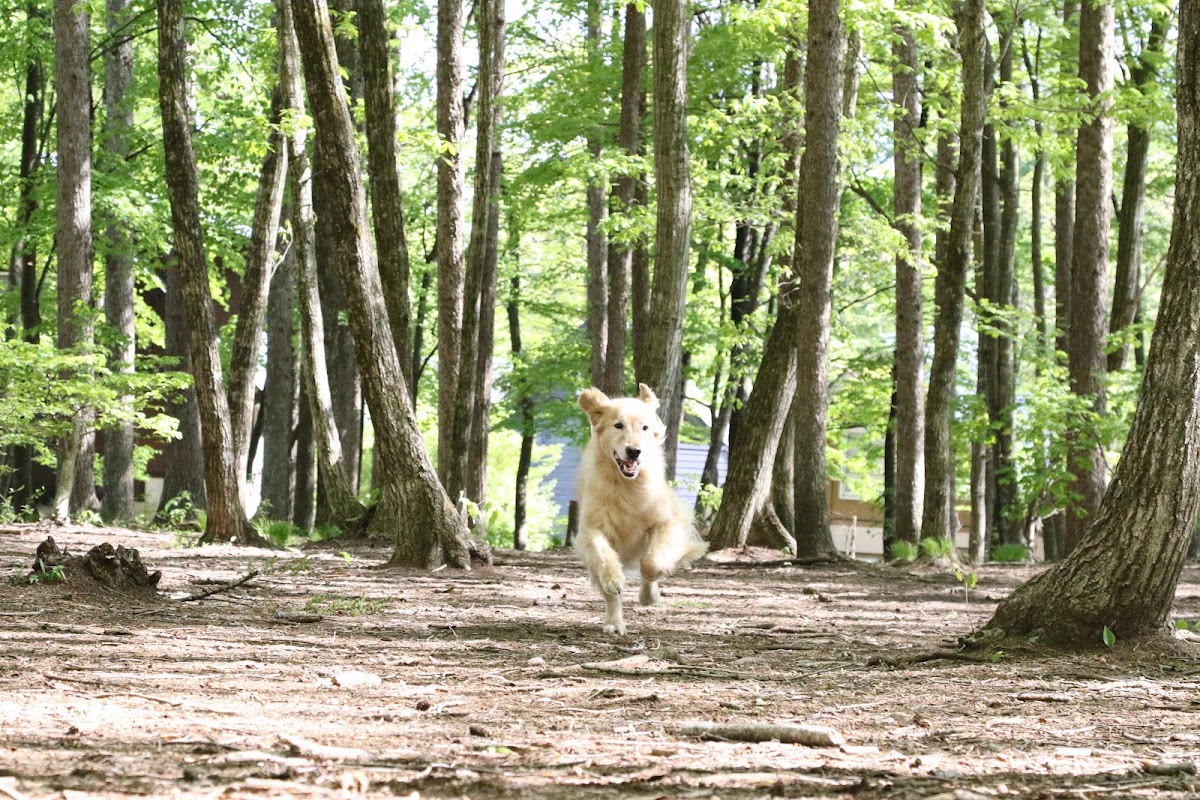 わんわんパラダイス 八ヶ岳（旧：八ヶ岳わんわんパラダイスコテージ）の実際の写真