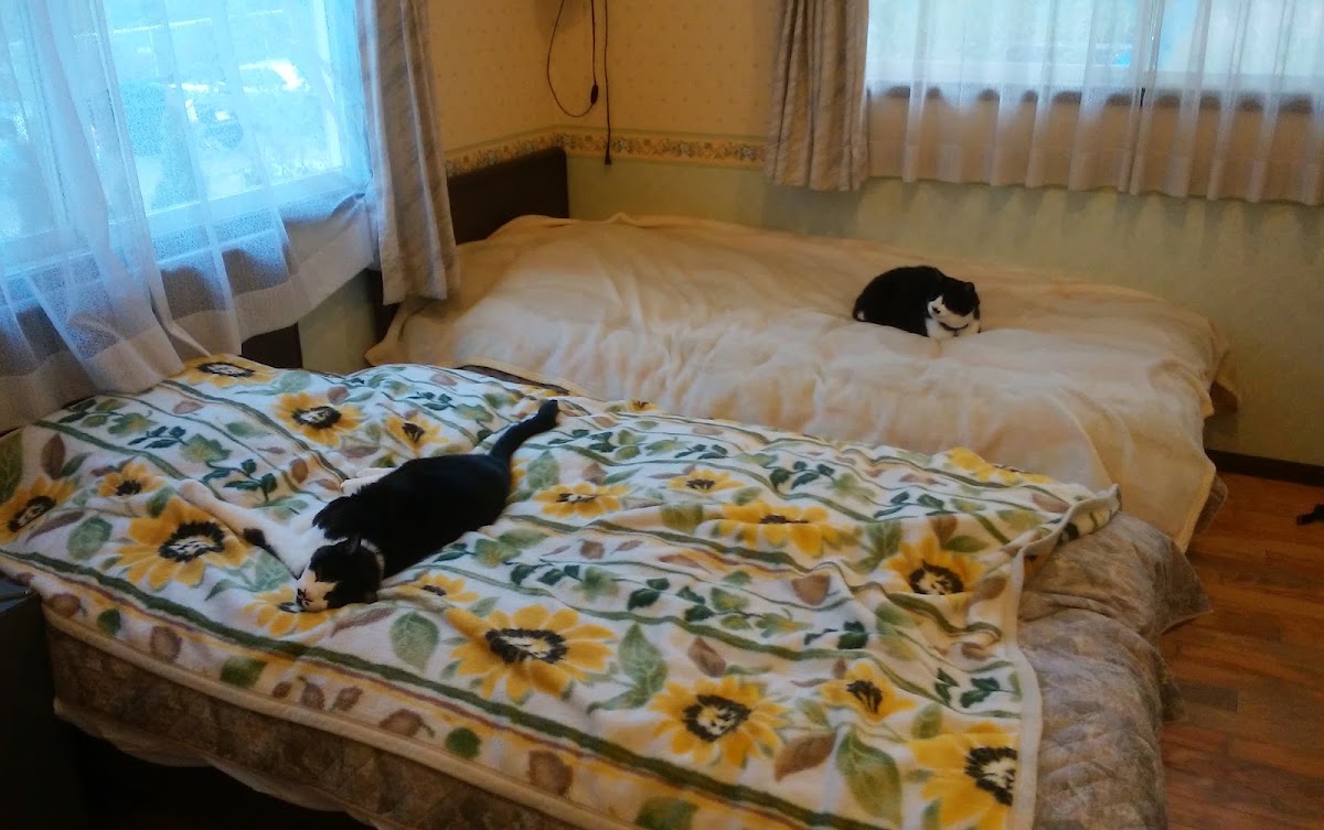 陽だまりの実際の写真
