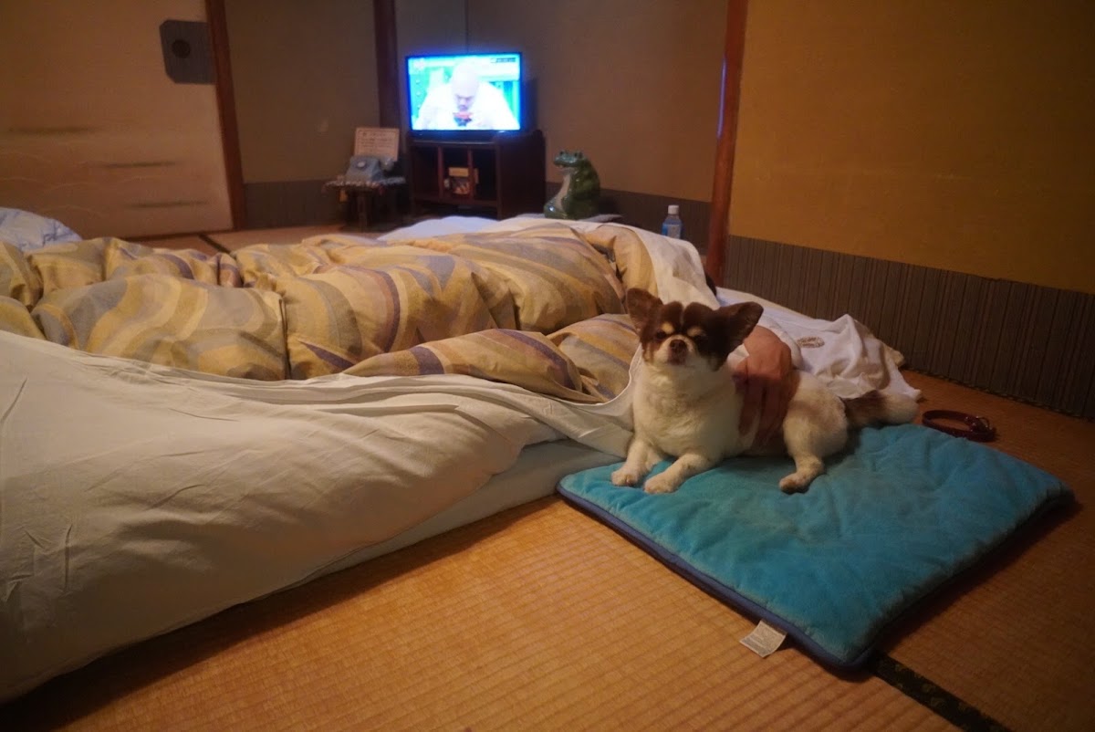 ペットと泊まれる旅館 まつしんの実際の写真