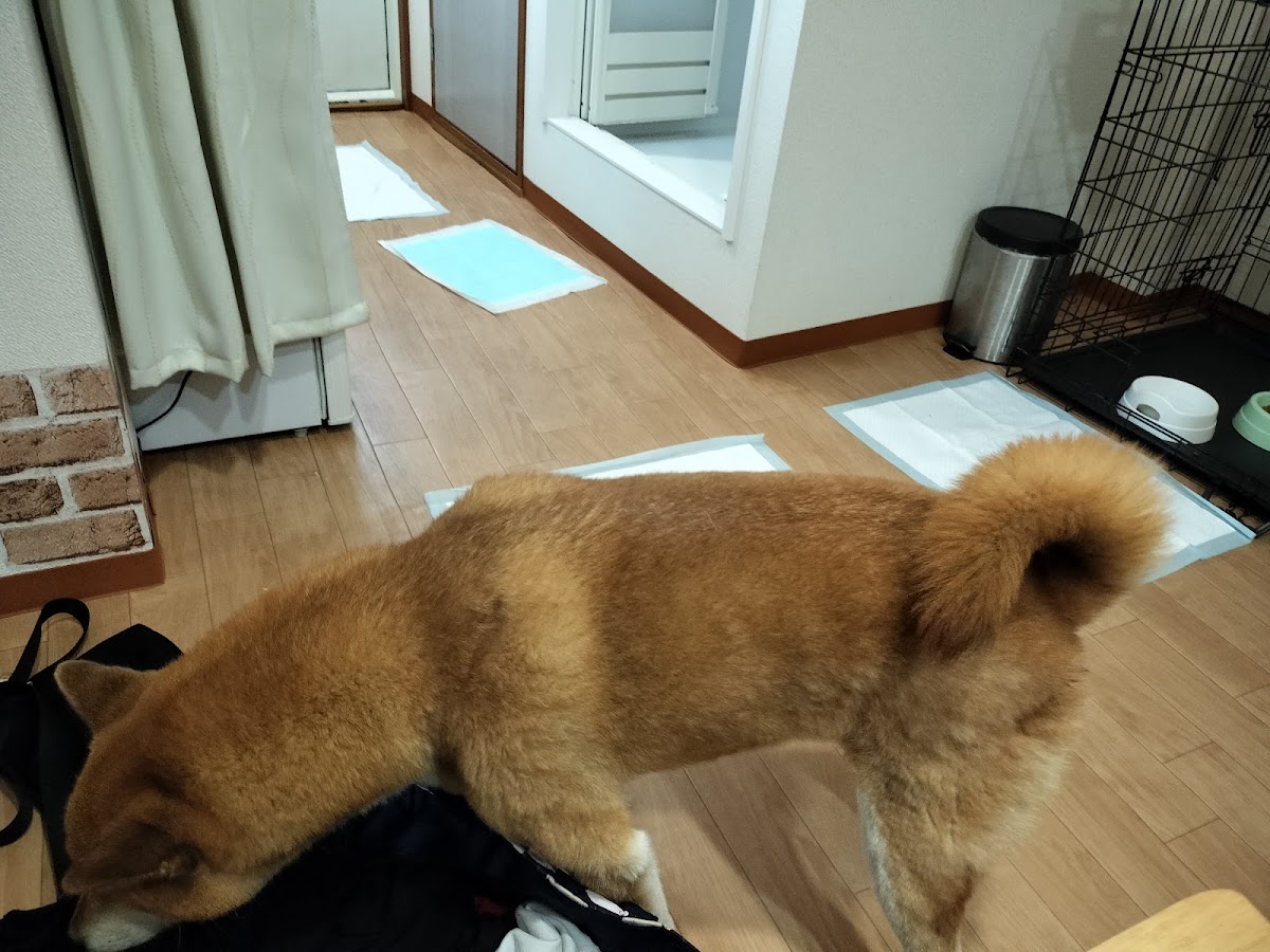 ゲストハウスcomodoの実際の写真