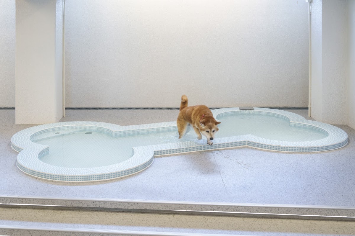 Dog Hotel Shirahama（ドッグホテル白浜）の実際の写真