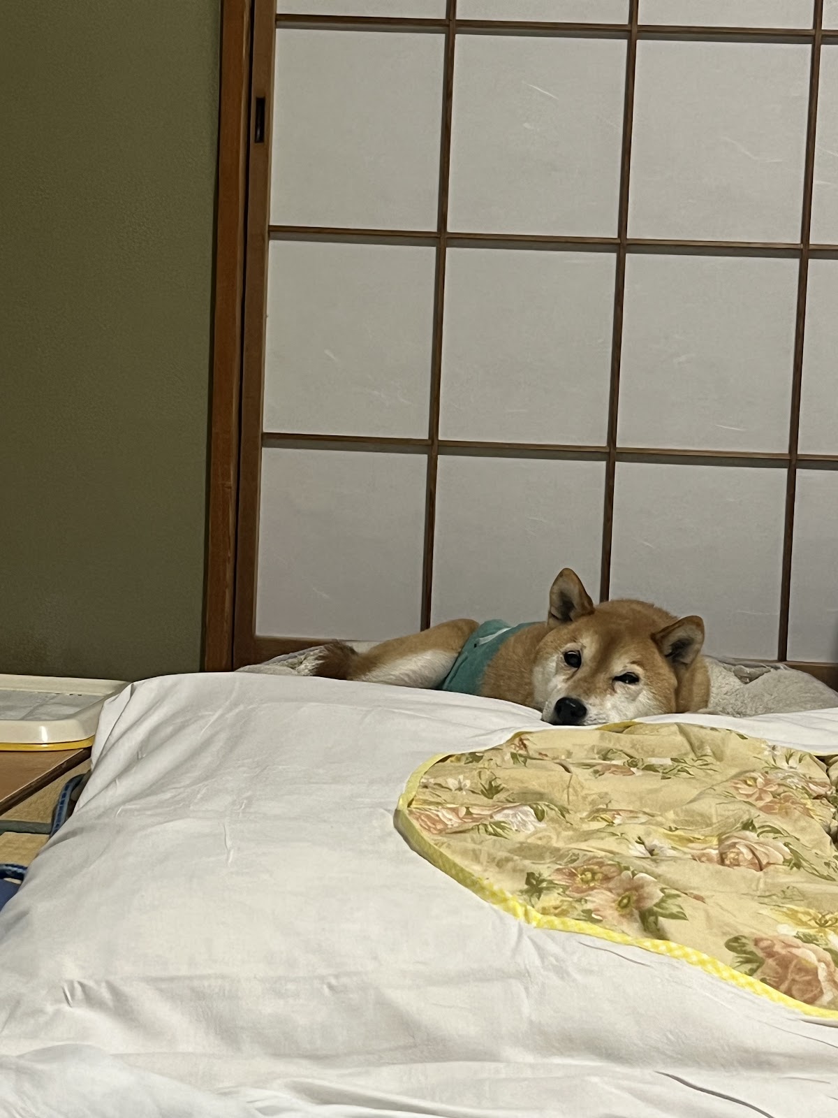 ベイリリィ 国民宿舎しらゆり荘の実際の写真