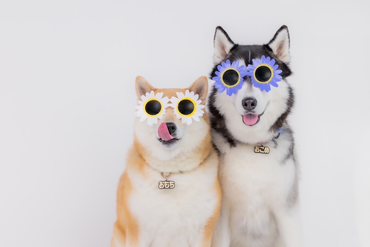 パウダイスの実際の写真