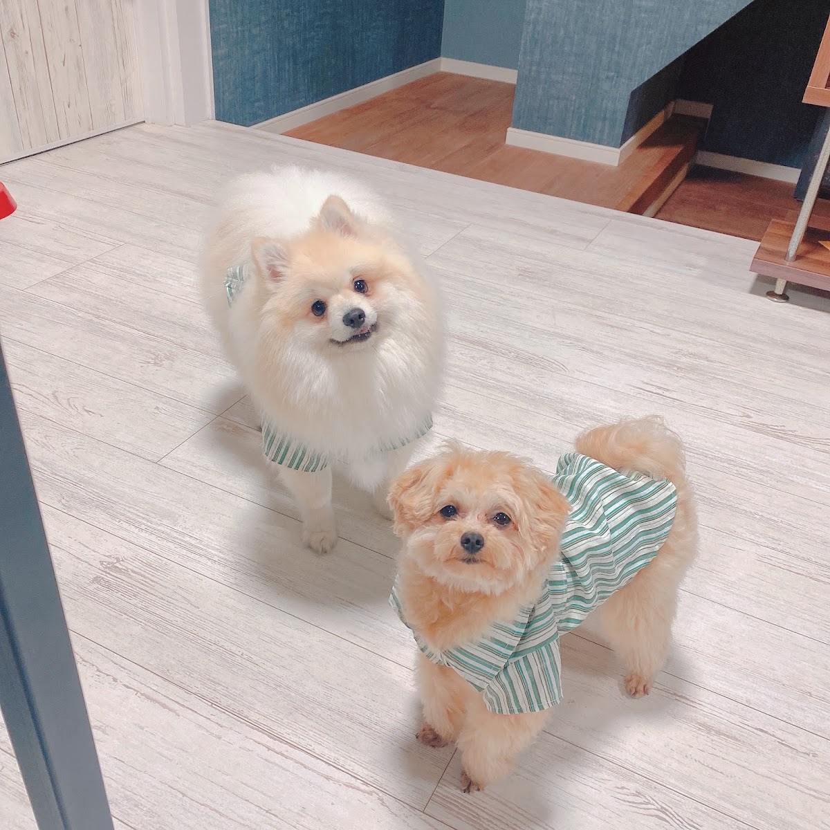 Animal Resort HARERUYAの実際の写真