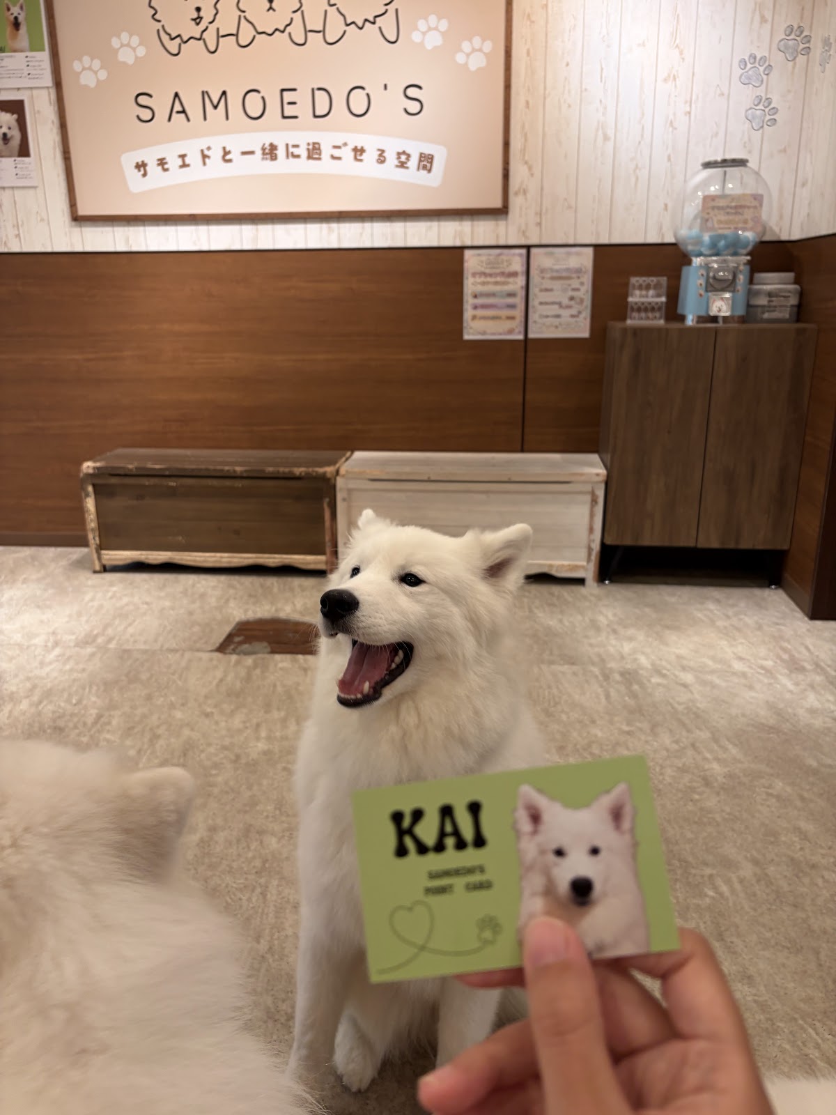 サモエドカフェ SAMOEDO’S 札幌店の実際の写真