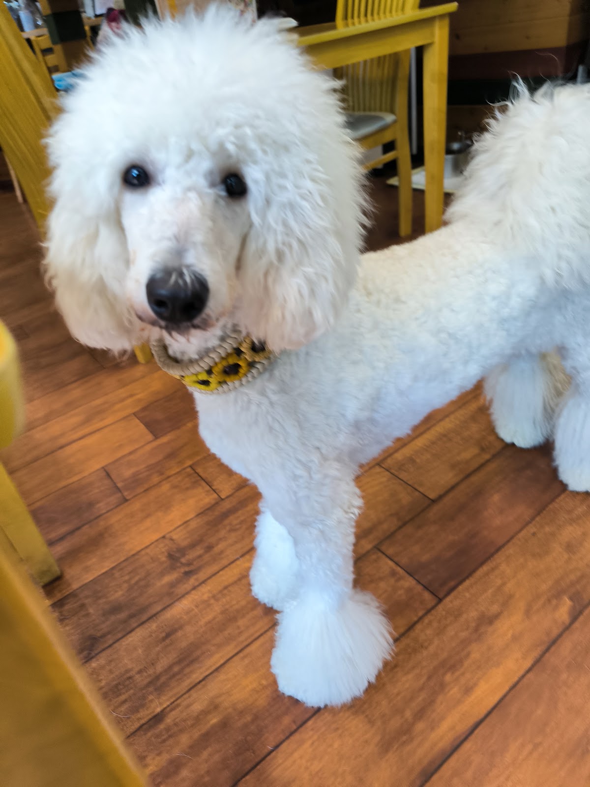 Cafe Maeraの実際の写真