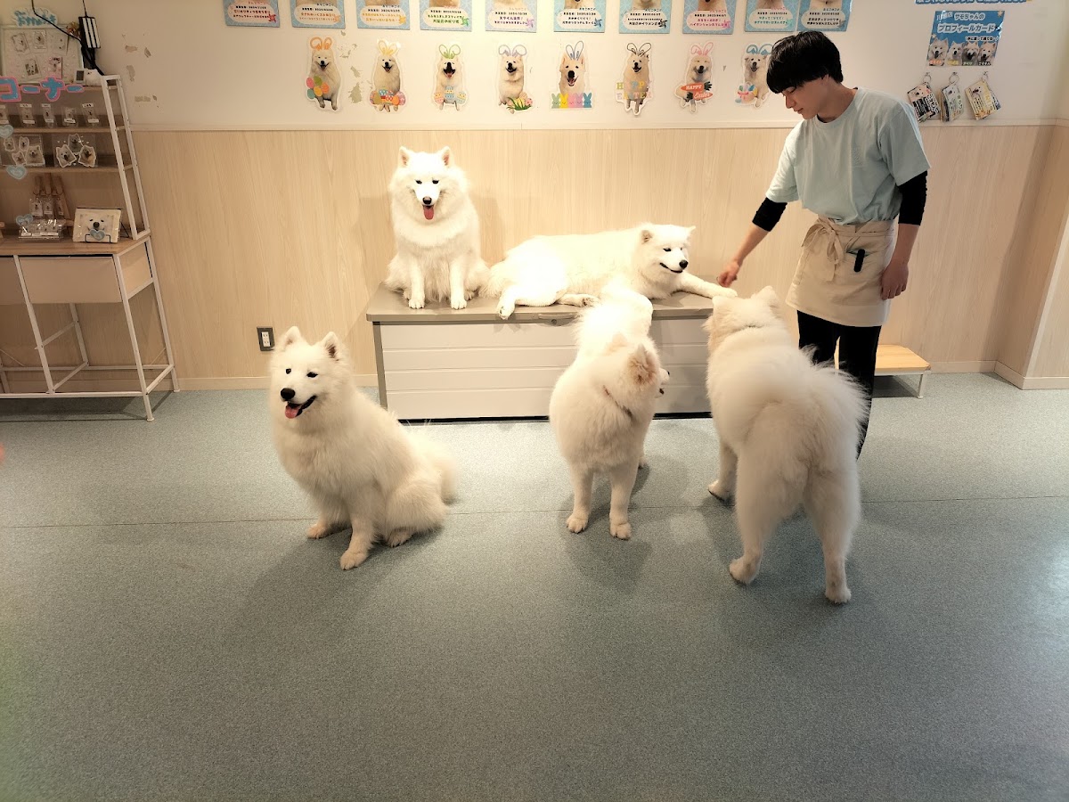 サモエドカフェアル 川越店