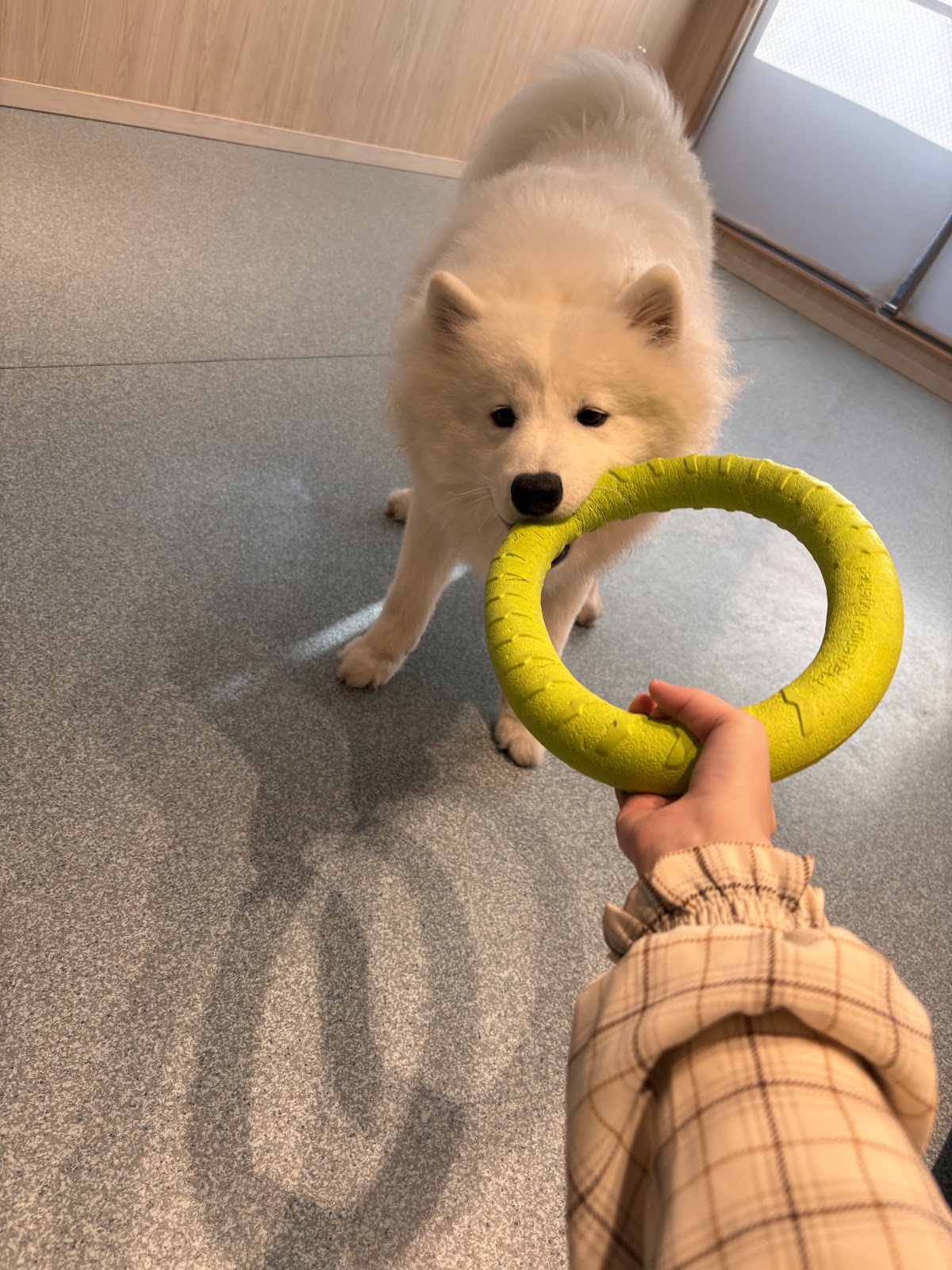 サモエドカフェアル 川越店の実際の写真