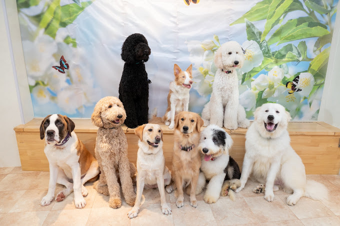 DogCafeFlorenceの実際の写真