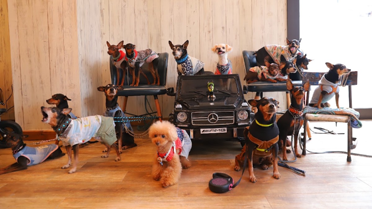 Dogcafe WanCo familiarの実際の写真