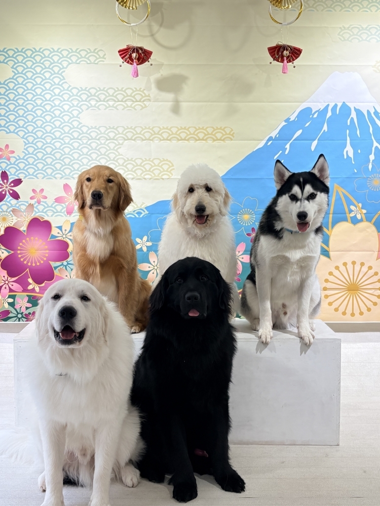 大型犬カフェ PawsFan(パウズファン)の実際の写真
