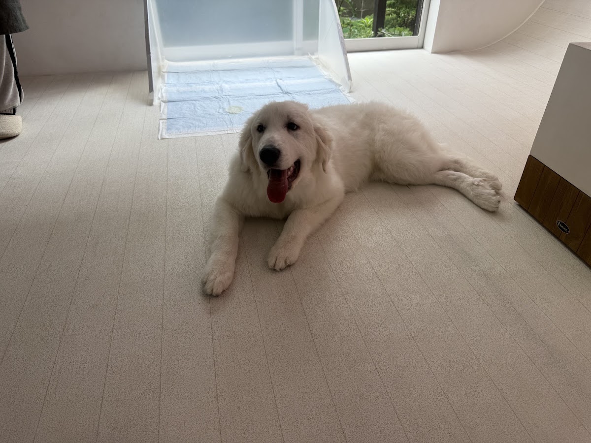 大型犬カフェ PawsFan(パウズファン)の実際の写真