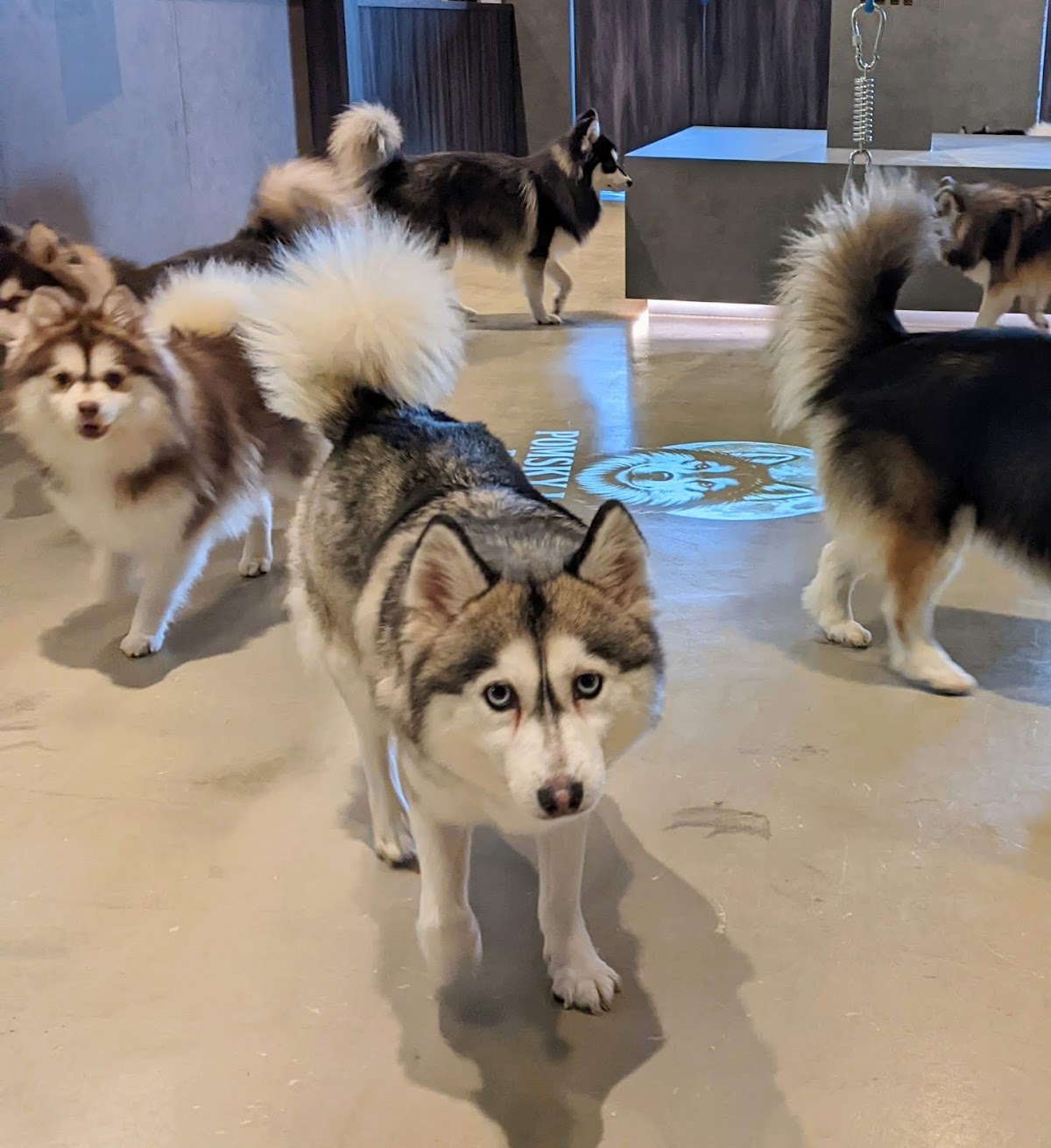 ポミネ