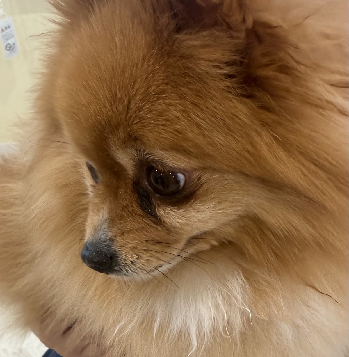 大型犬ふれあいカフェ セラピーMate 世田谷店の実際の写真
