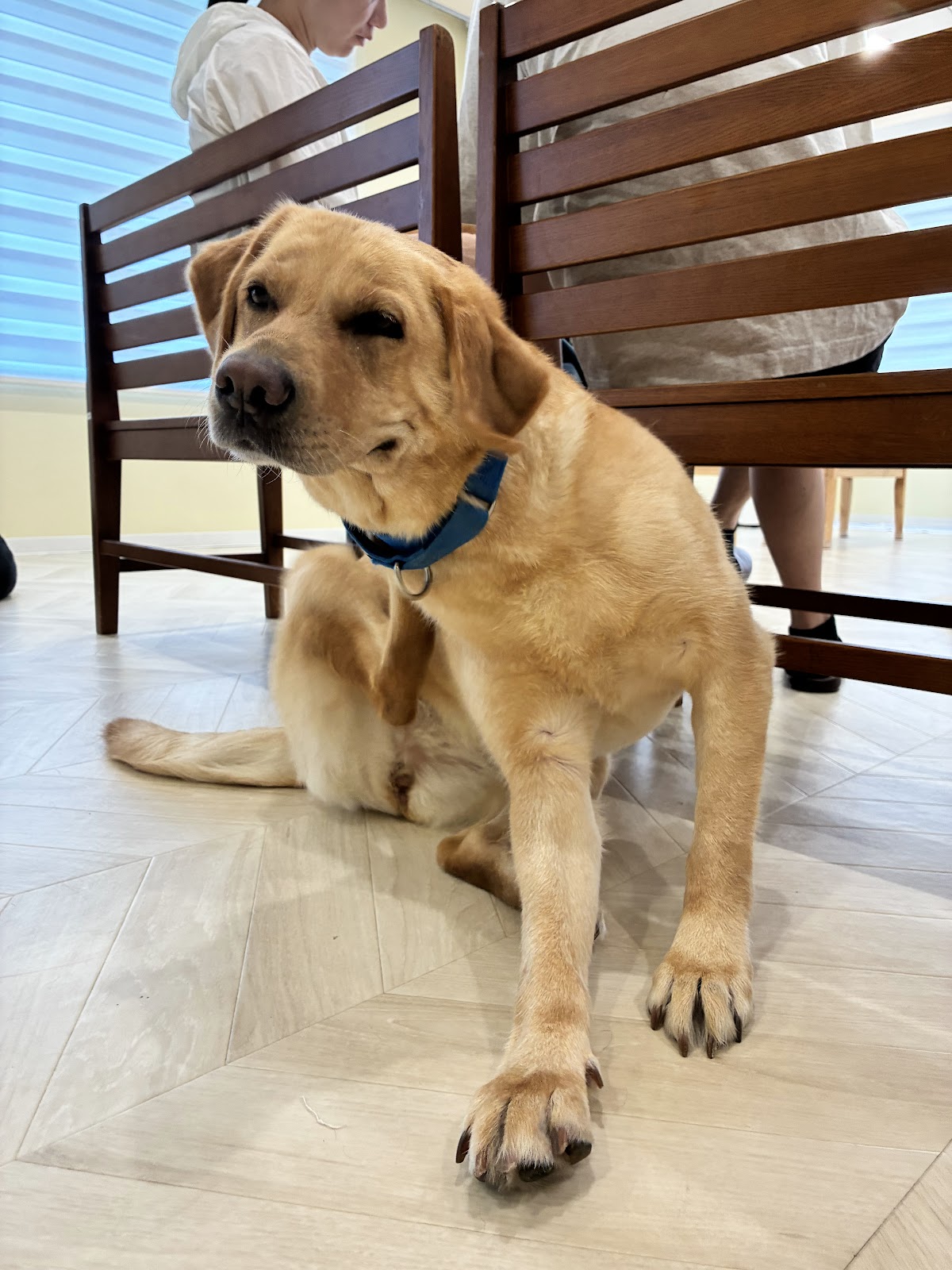 大型犬ふれあいカフェ セラピーMate 世田谷店の実際の写真