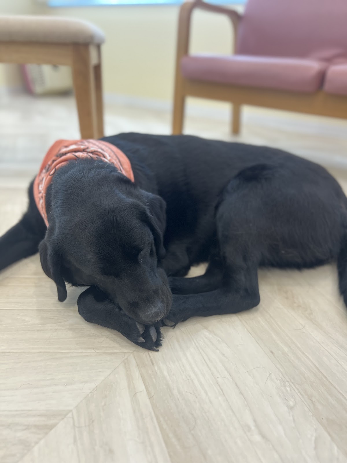 大型犬ふれあいカフェ セラピーMate 世田谷店の実際の写真