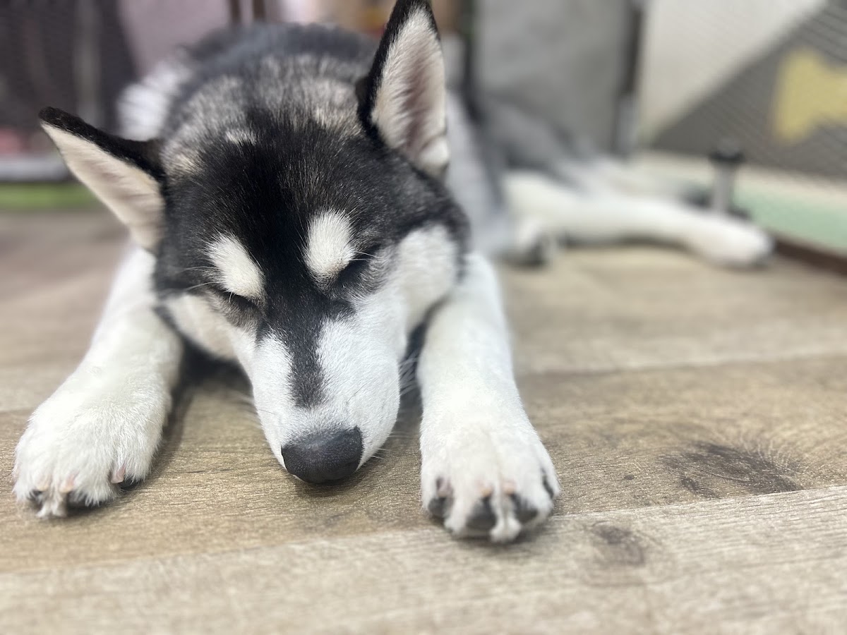 HUSKY CAFE TOKYOの実際の写真