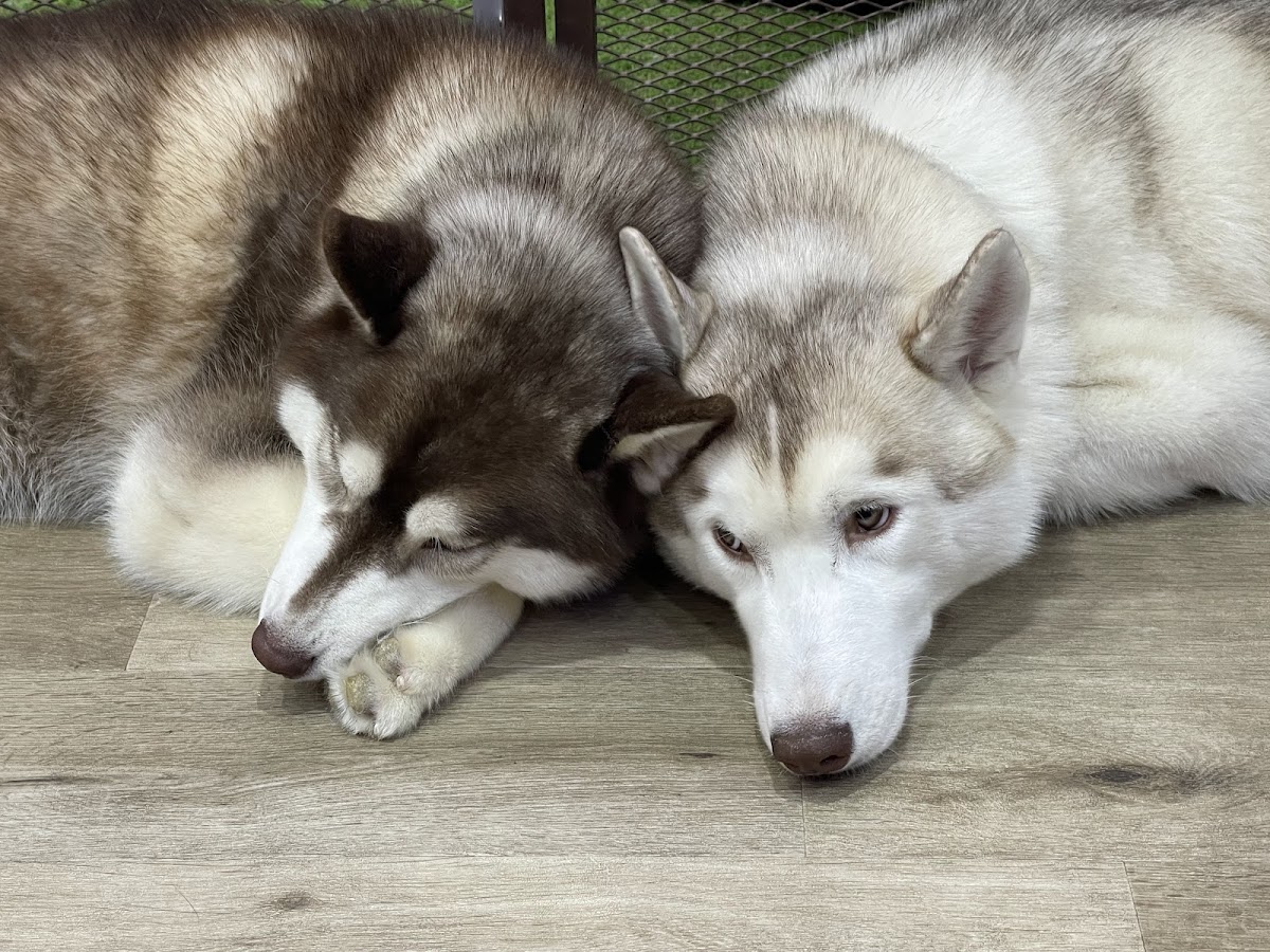 HUSKY CAFE TOKYOの実際の写真