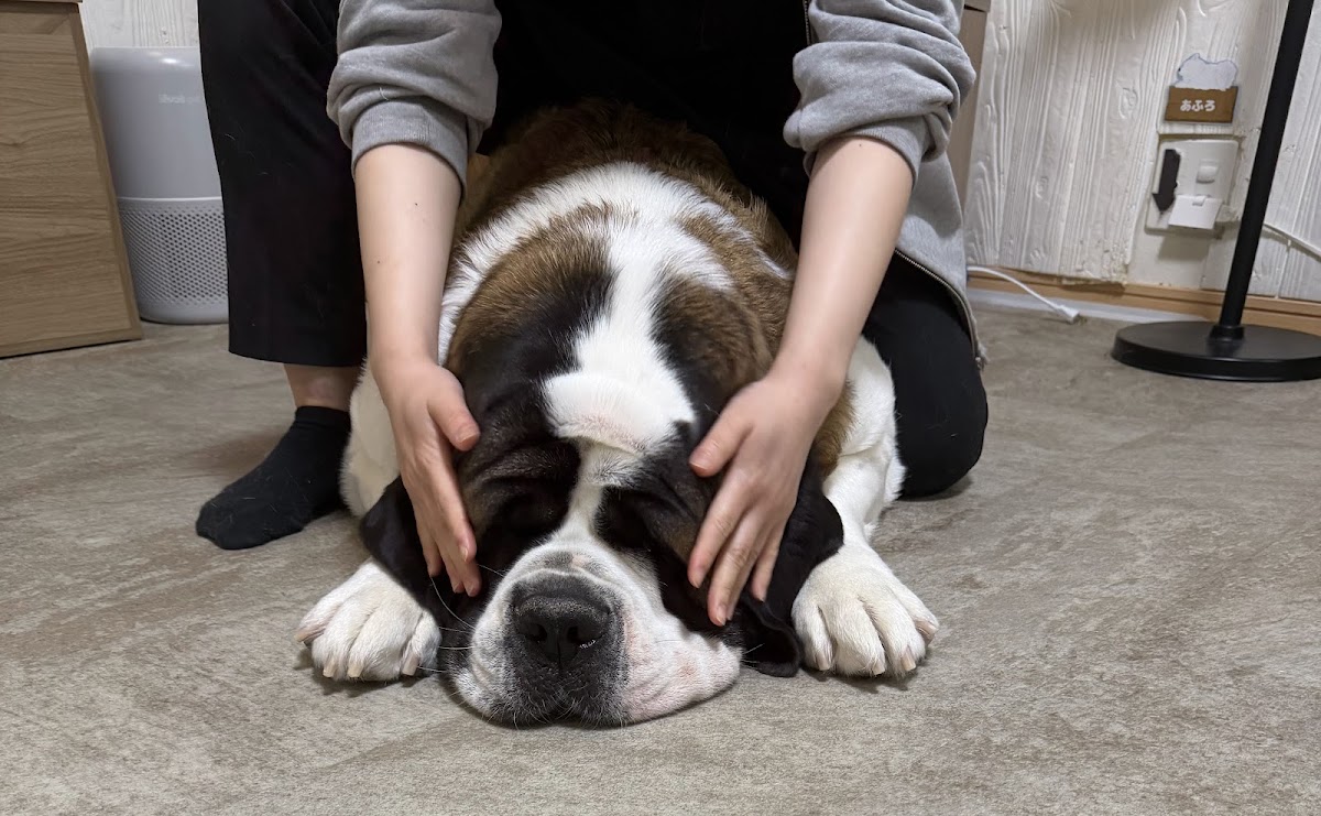 大型犬カフェ ほっとひと犬の実際の写真