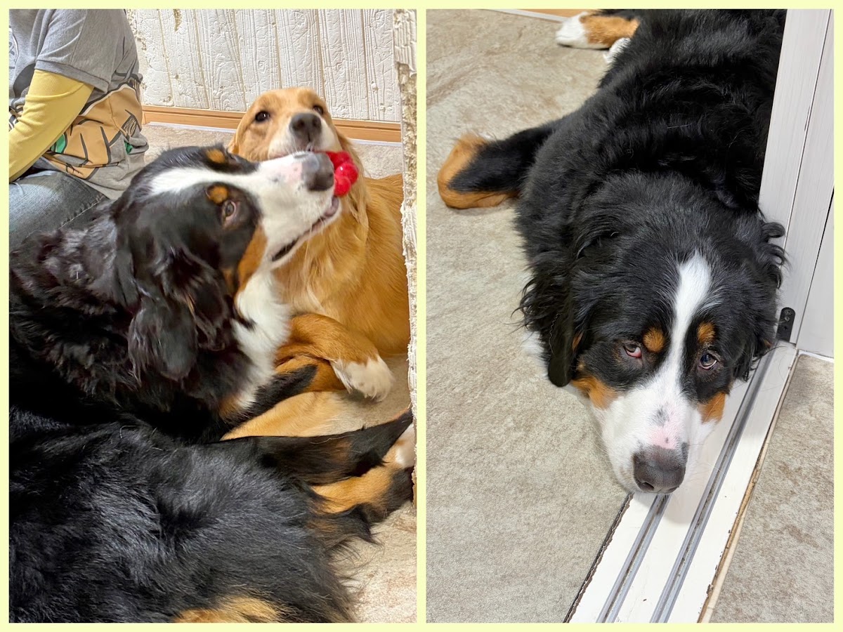 大型犬カフェ ほっとひと犬の実際の写真