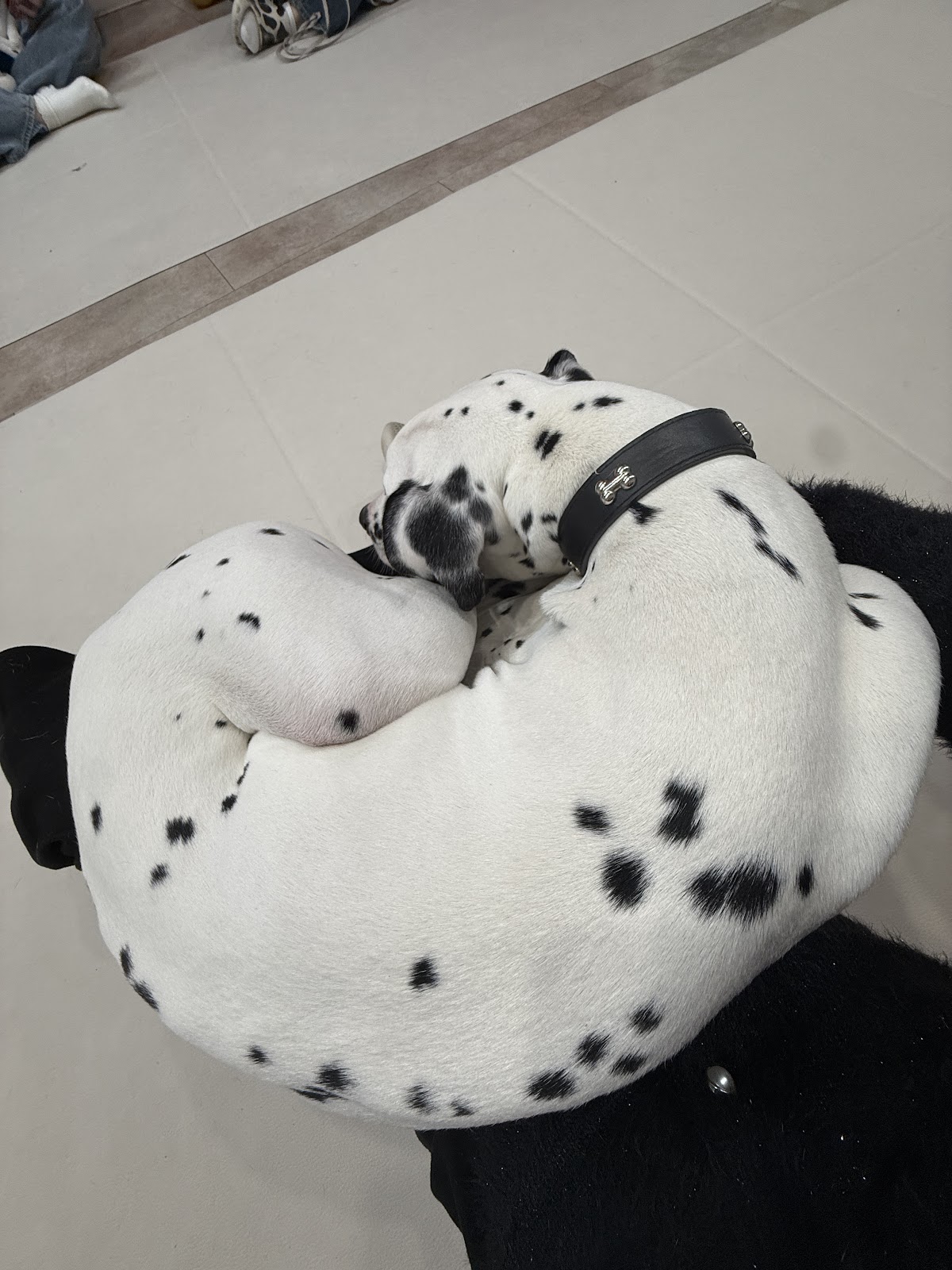 DALMATIAN CAFE 101の実際の写真