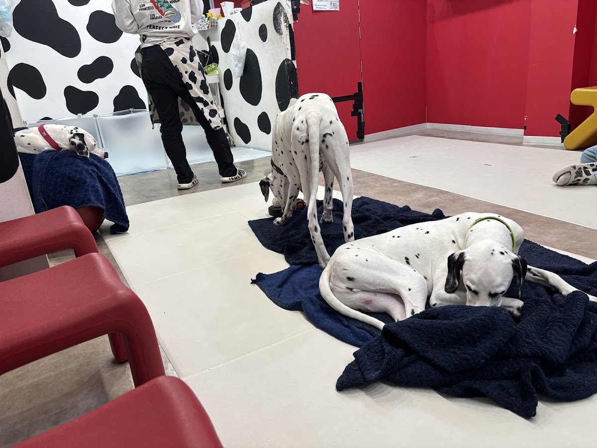 DALMATIAN CAFE 101の実際の写真