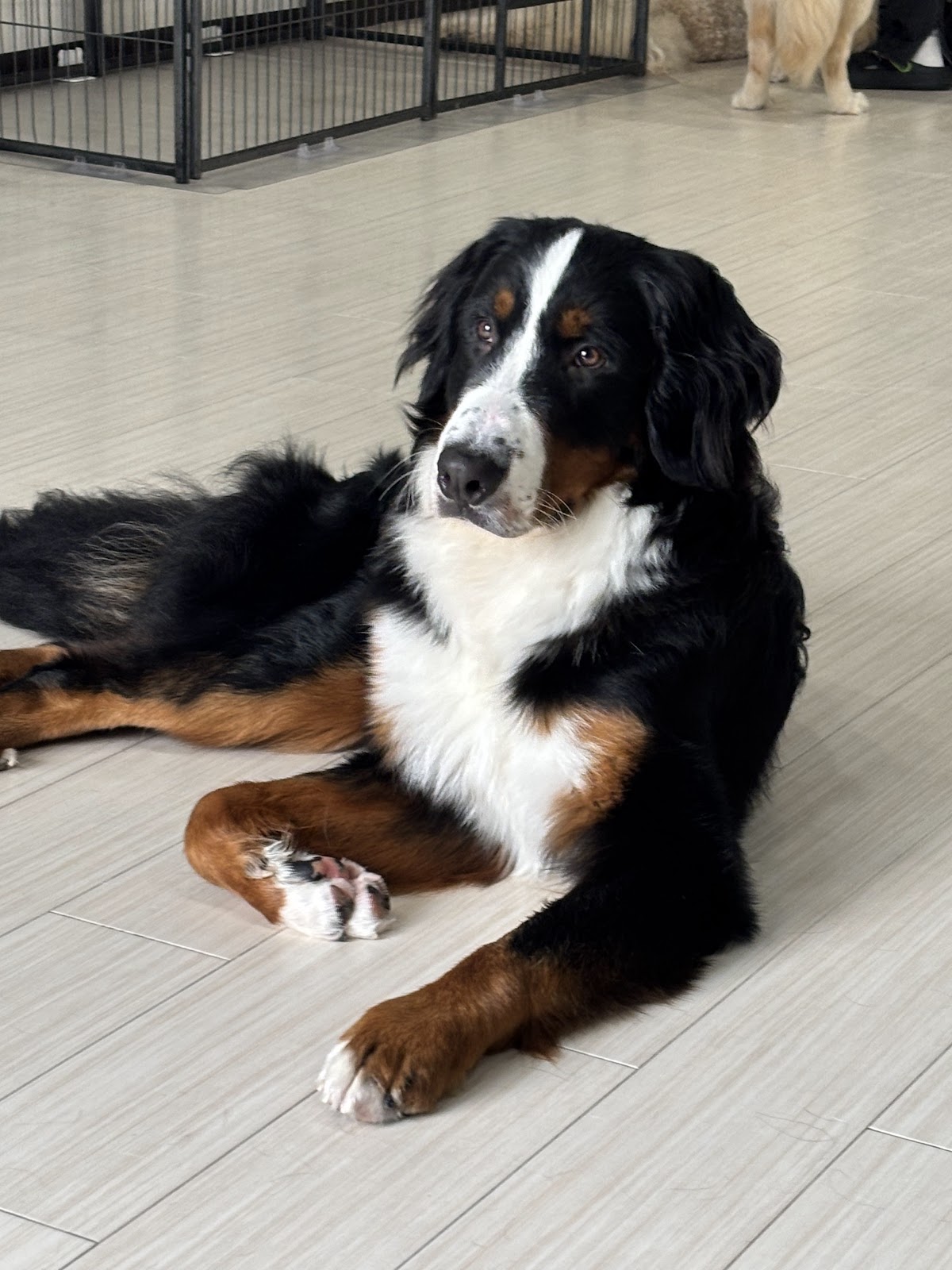大型犬カフェ NOOCAFE BIGDOGSの実際の写真