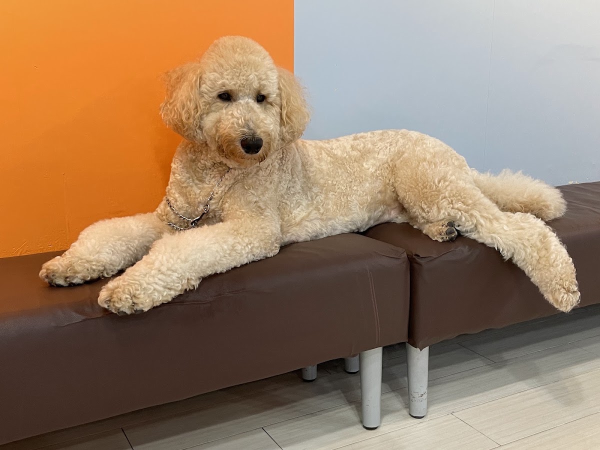 大型犬カフェ NOOCAFE BIGDOGSの実際の写真