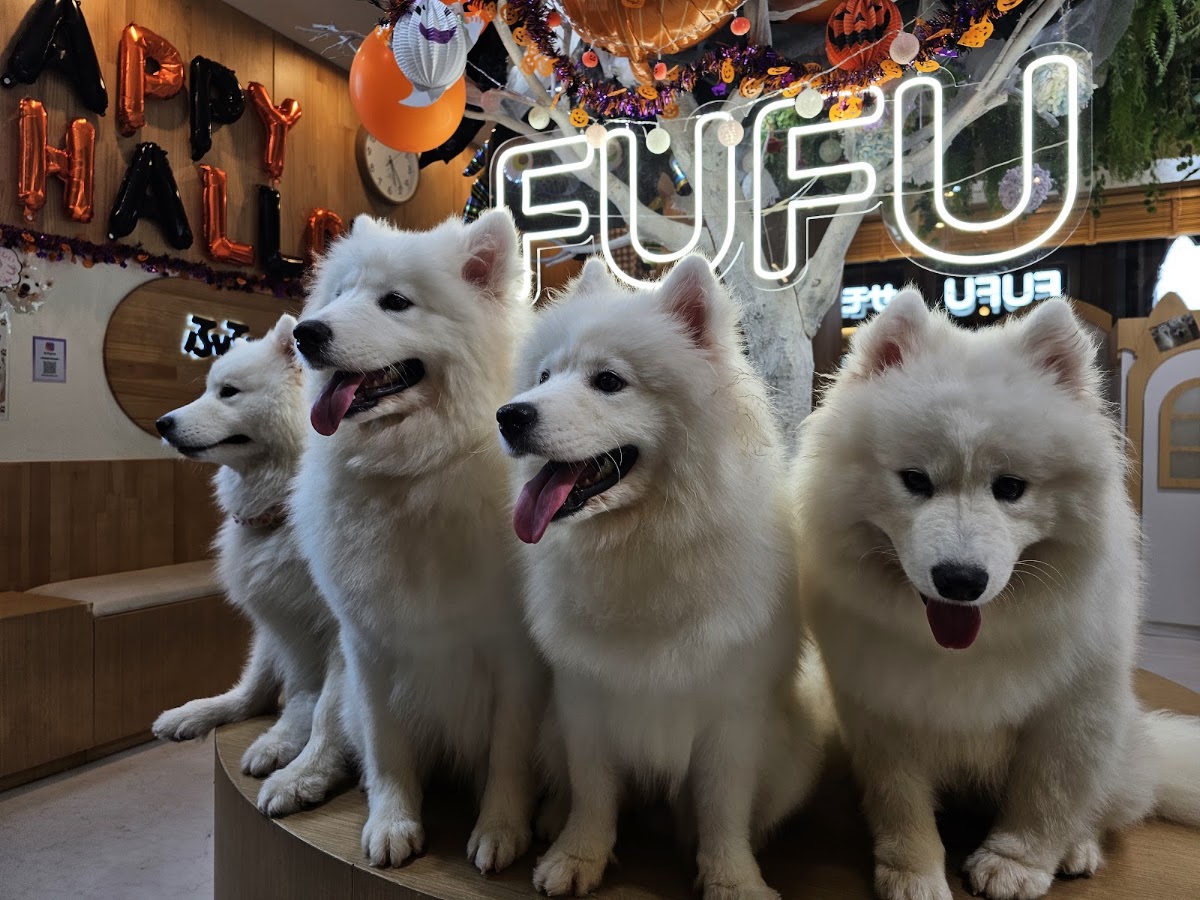 FUFU サモエドカフェ池袋東口店の実際の写真