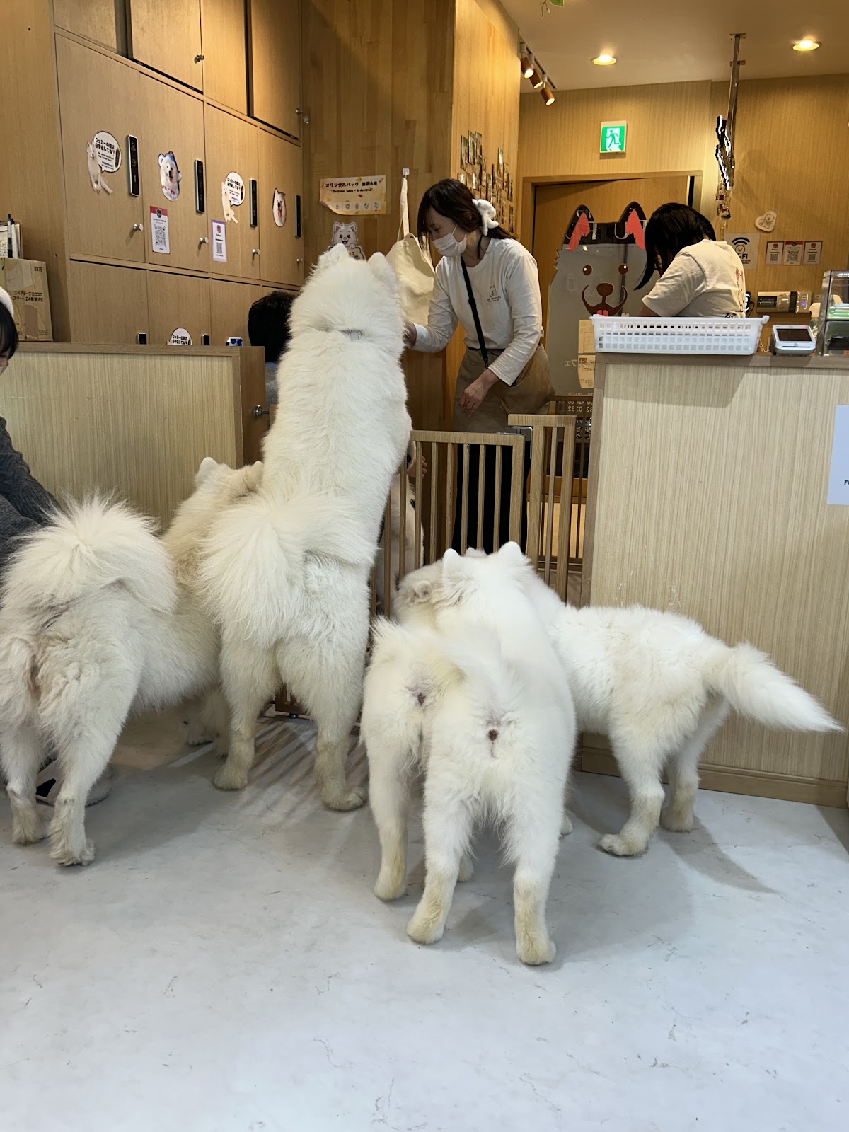 FUFU サモエドカフェ池袋東口店の実際の写真