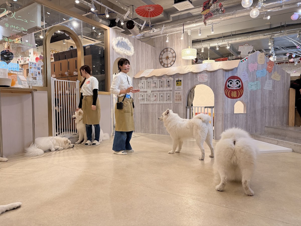 サモエドカフェmoffu 原宿店の実際の写真
