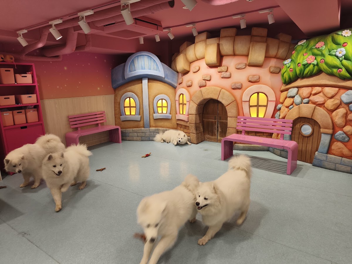 サモエドカフェ『超！サモエド』原宿店の実際の写真