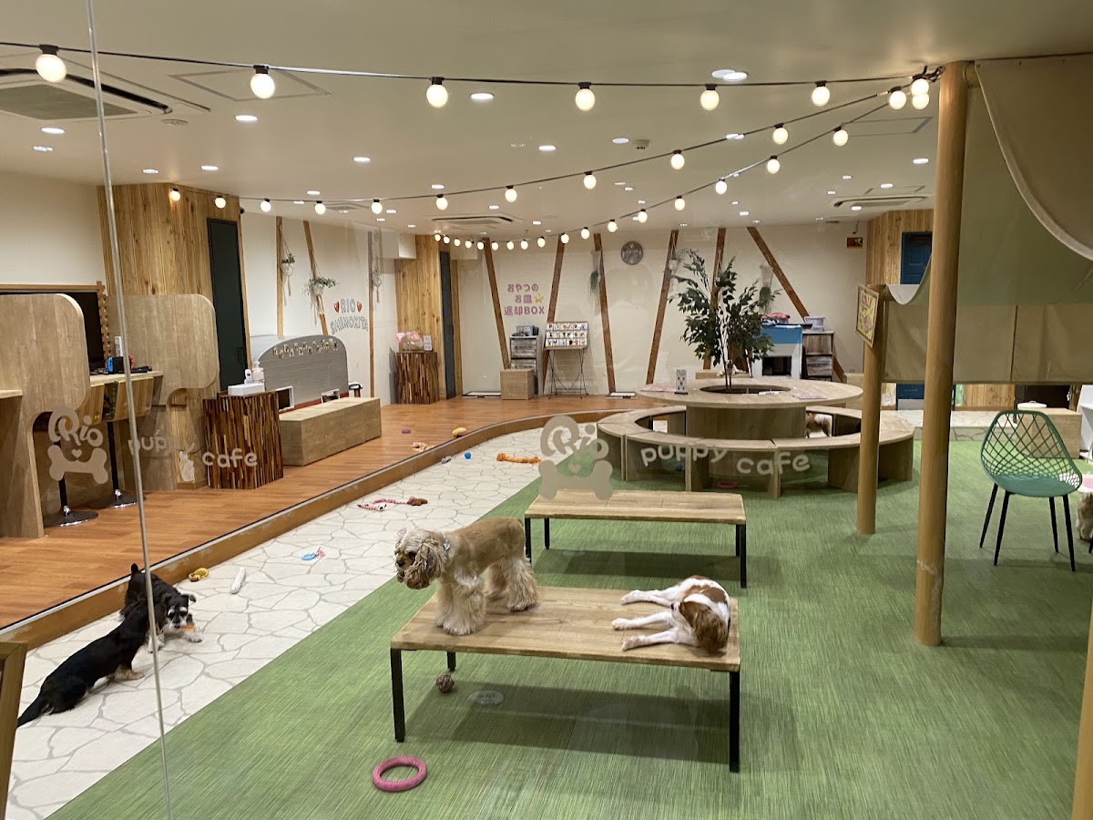 いぬカフェRio 下北沢店