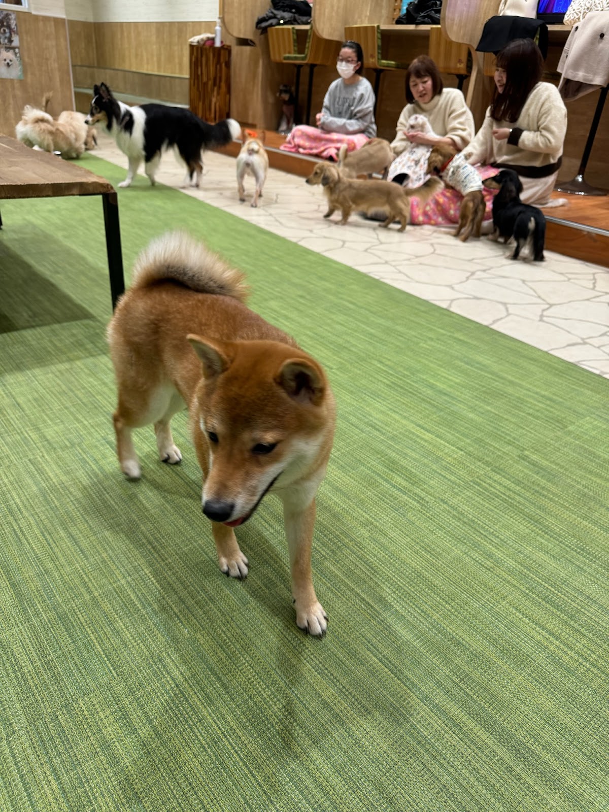 いぬカフェRio 下北沢店の実際の写真