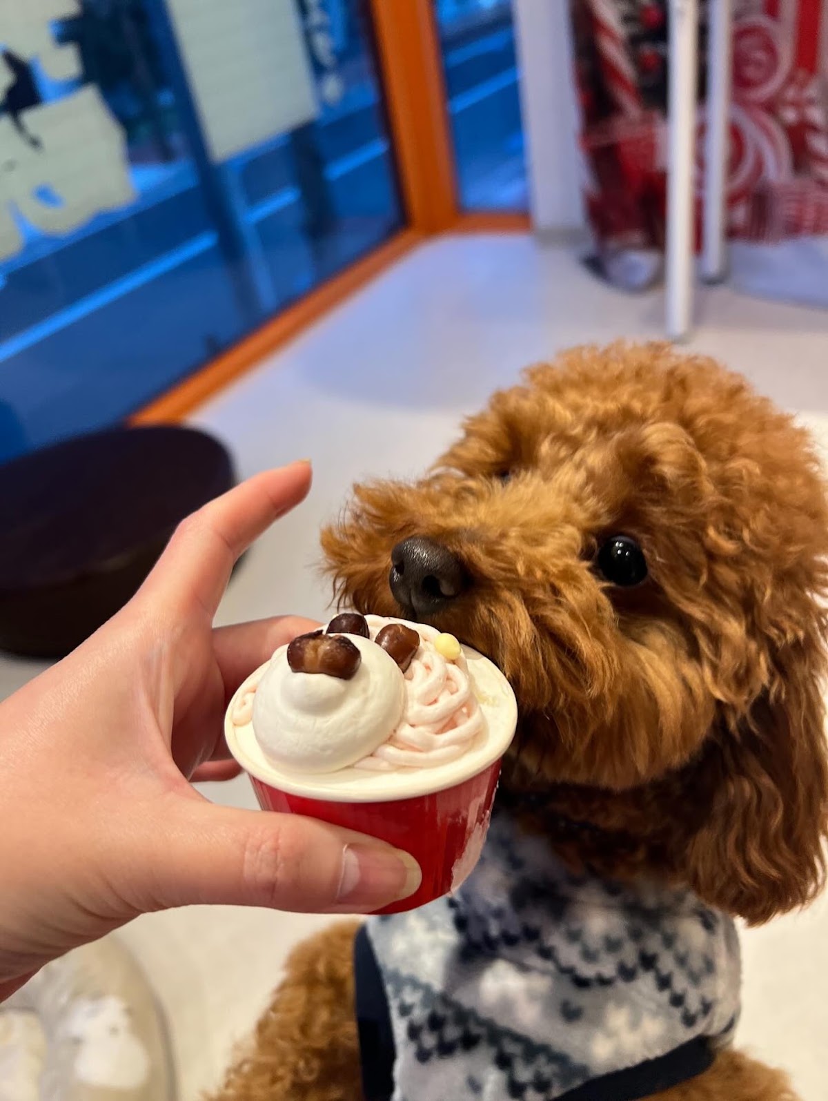 犬カフェらいちの実際の写真