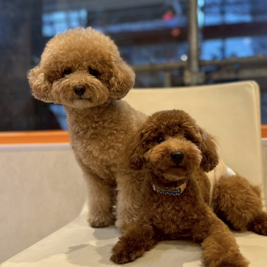 犬カフェらいちの実際の写真