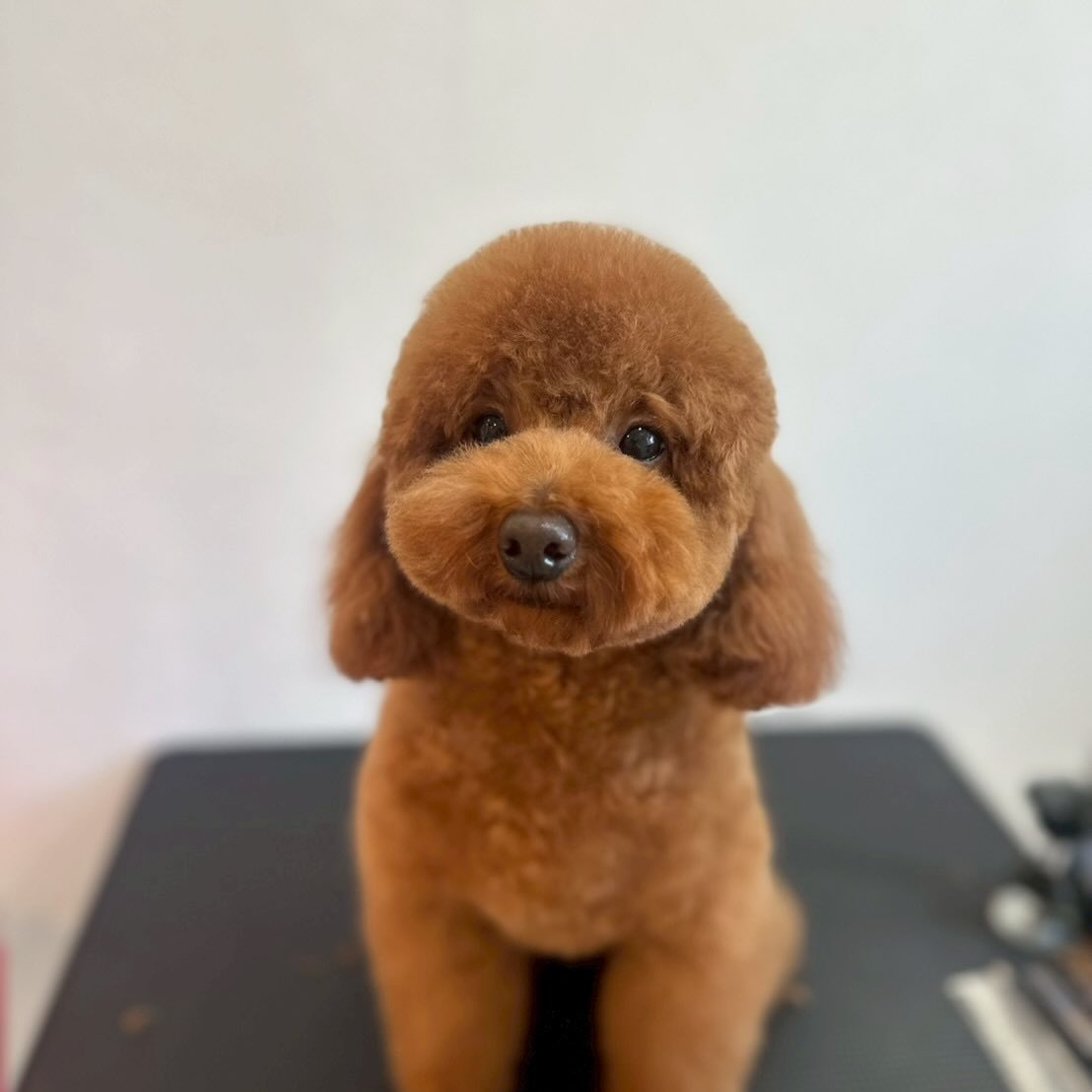 犬カフェらいちの実際の写真