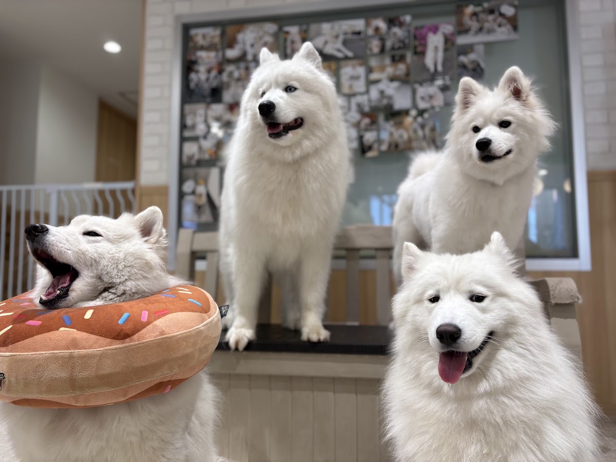 サモエドカフェ アル 横浜中華街店の実際の写真