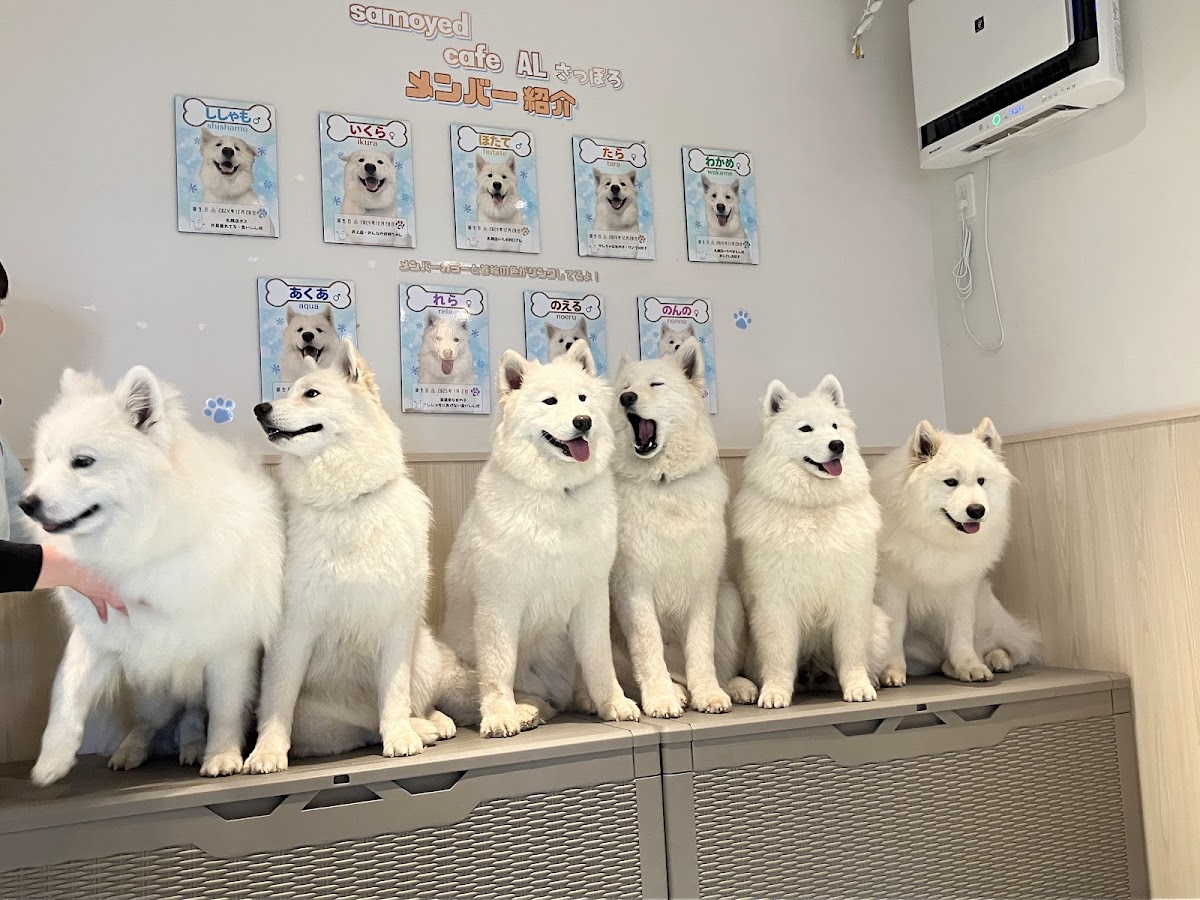 サモエドカフェ アル 札幌店の実際の写真