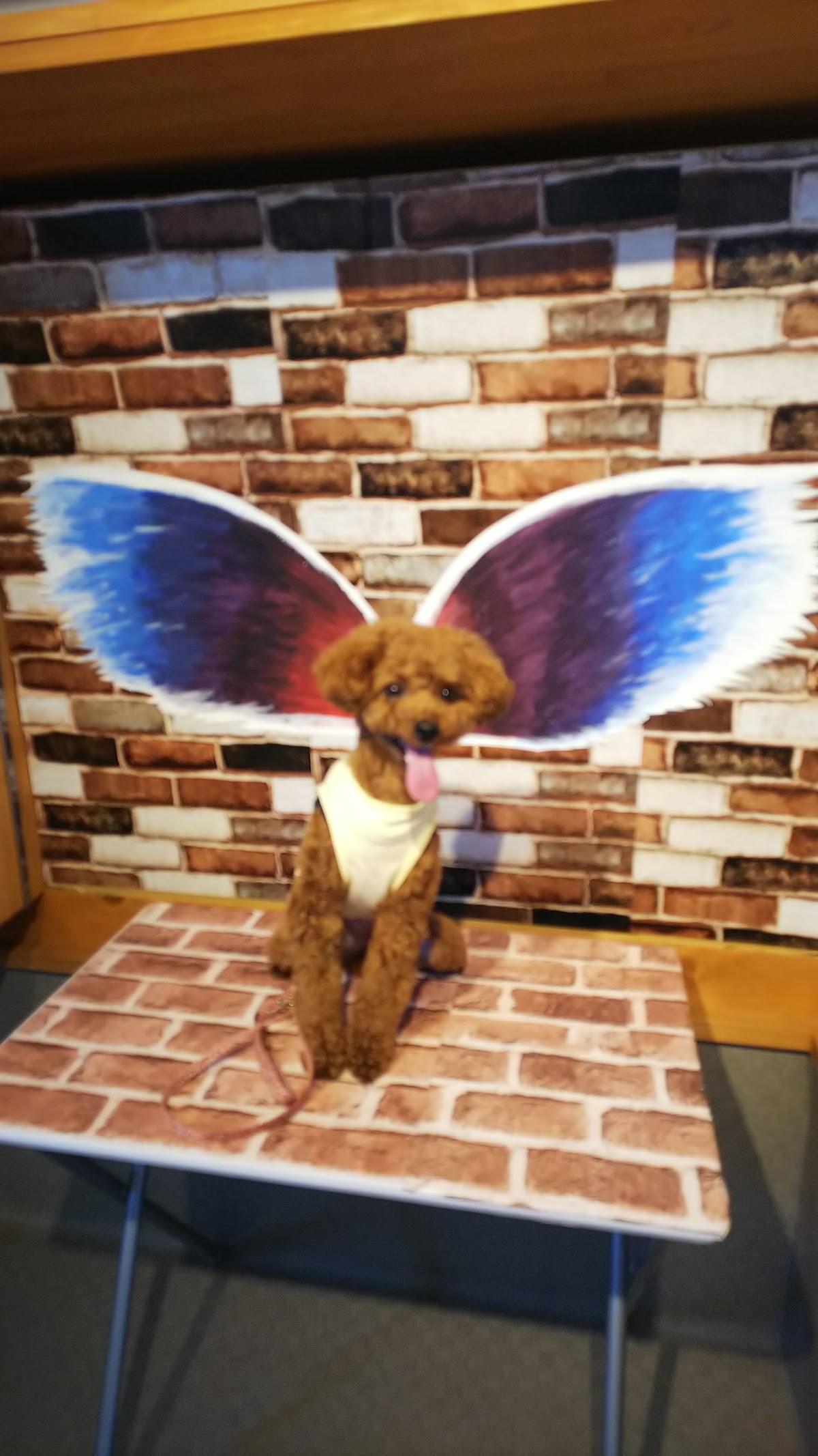 わんちゃんの広場 ohana.の実際の写真