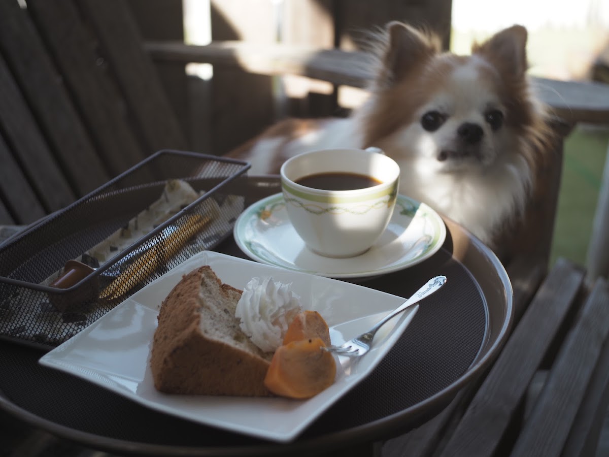 dog cafe MINTの実際の写真