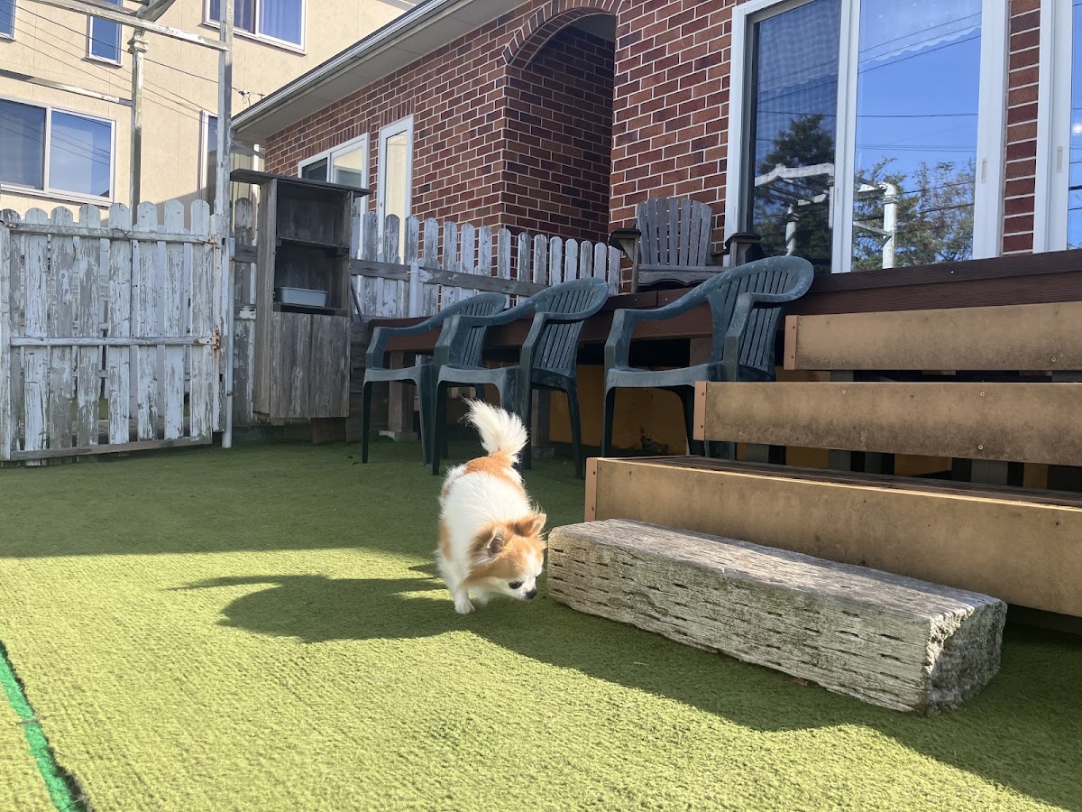 dog cafe MINTの実際の写真