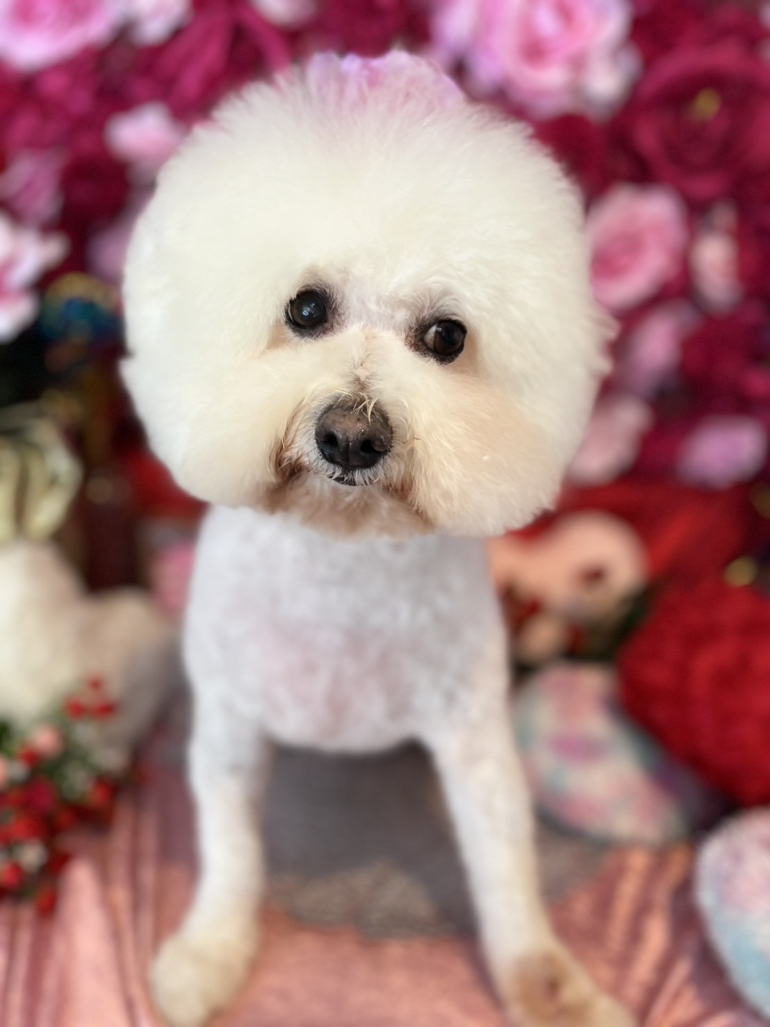 Dog cafe panse(ドッグカフェパンセ)の実際の写真