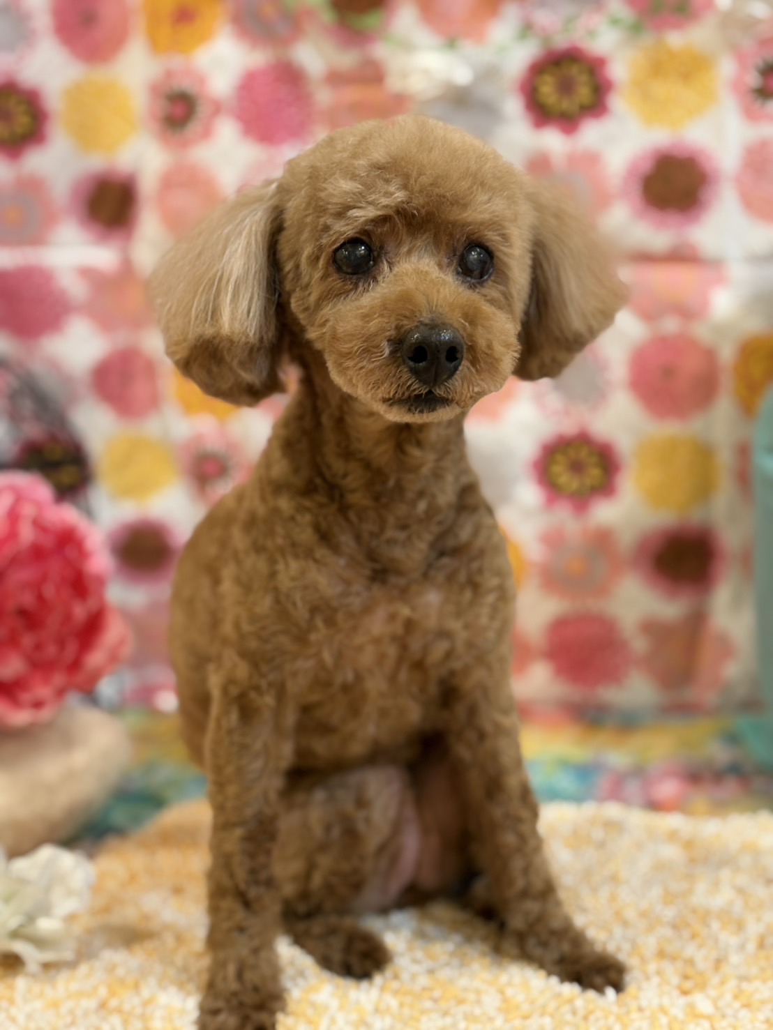 Dog cafe panse(ドッグカフェパンセ)の実際の写真