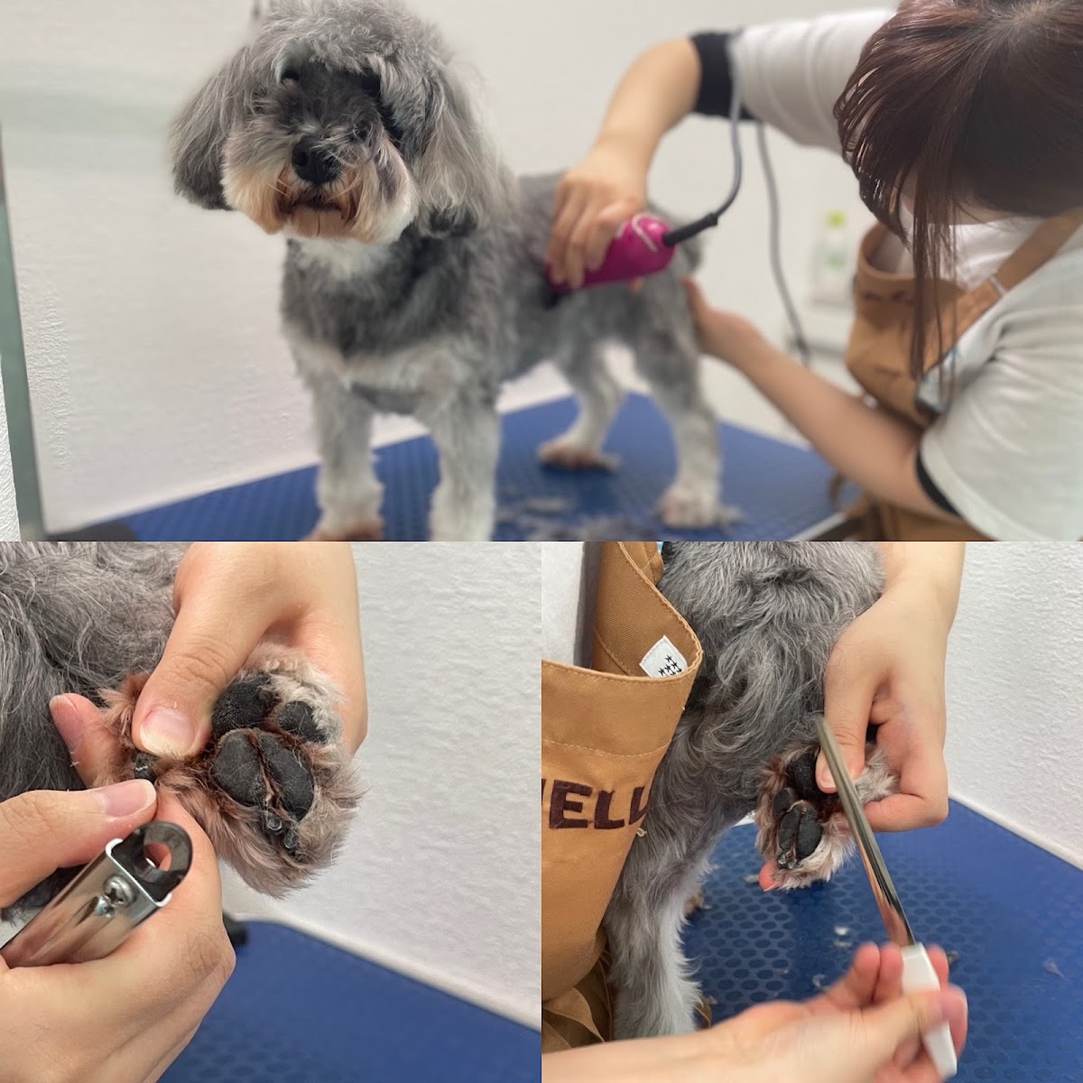 ANELLA CAFE【保護犬猫ふれあいカフェ】福井店